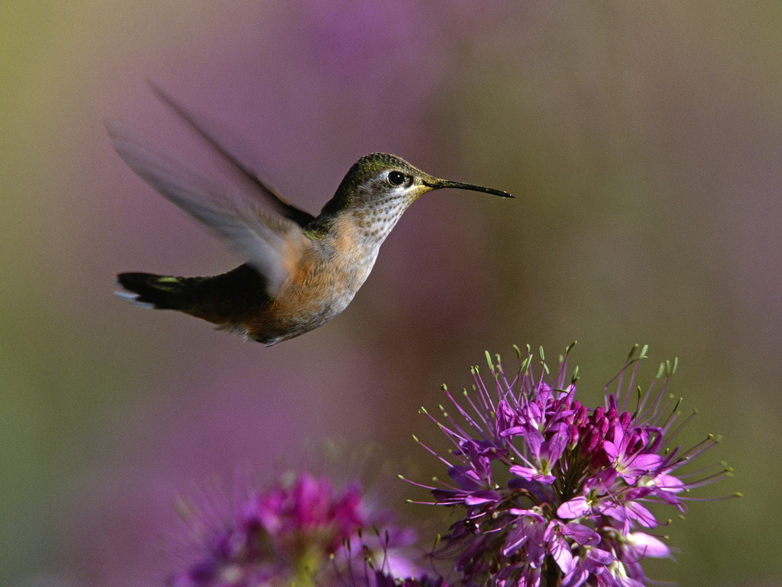 flowering plant, hovering, close-up, 720P, fragility, pink color, animal wildlife, nature, plant, animal themes, no people, vertebrate, animals in the wild, HD Wallpaper