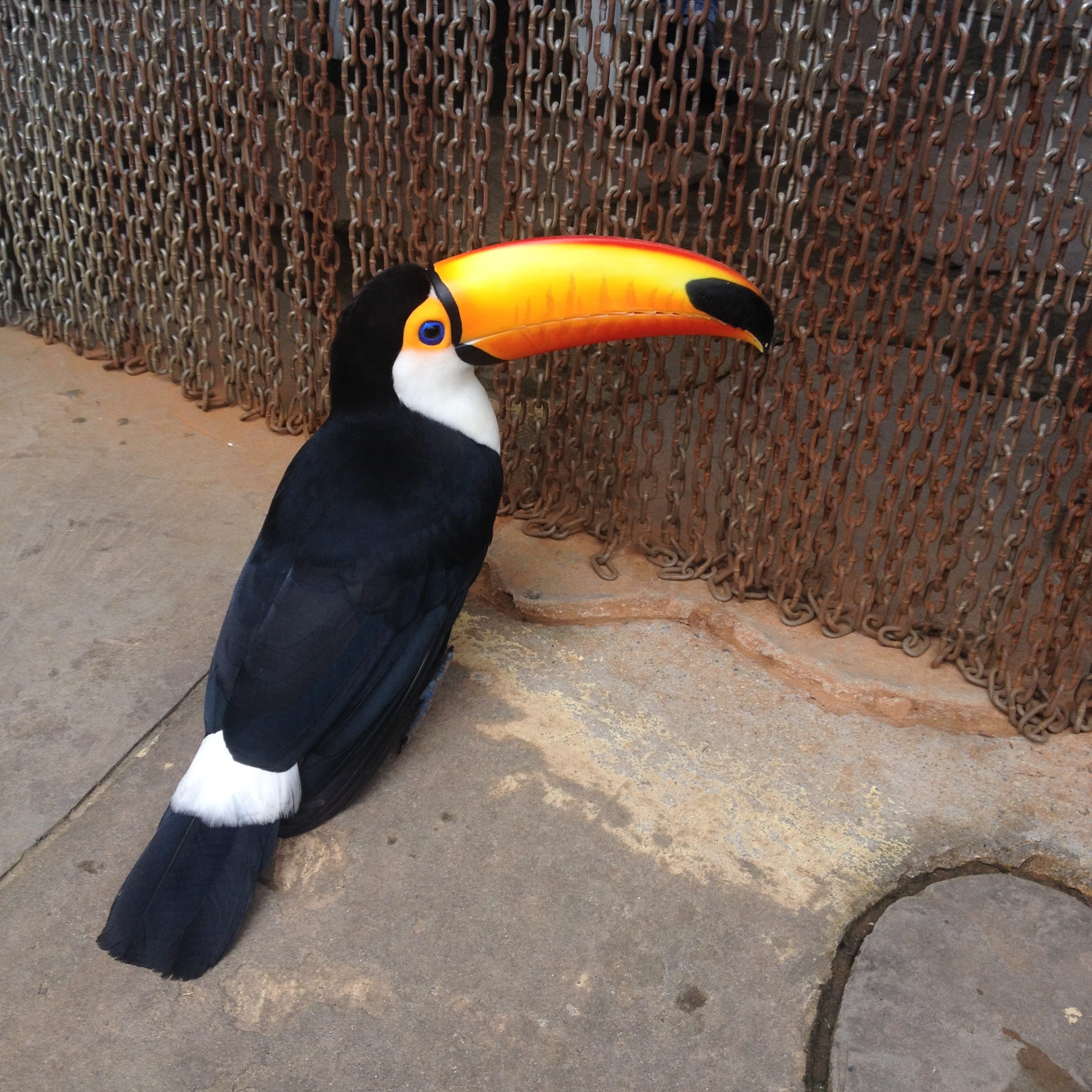 no people, animal themes, day, 1080P, black color, close-up, Bird, animals in captivity, animals in the wild, perching, Zoo, vertebrate, Tucano, penguin, Phone HD Wallpaper