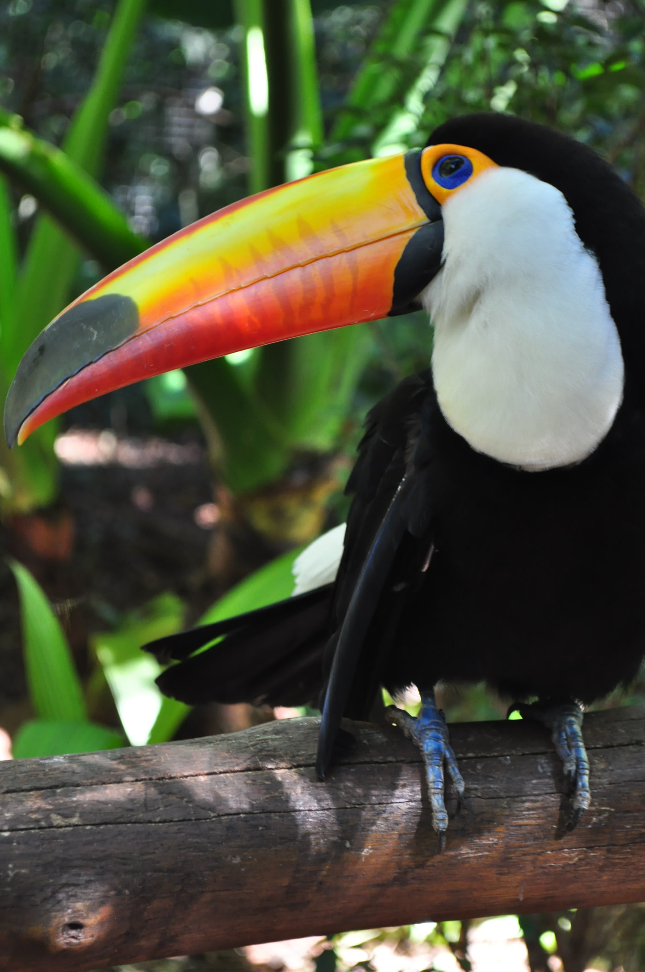 outdoors, animals in the wild, one animal, forest, animal head, zoo, 2K, focus on foreground, multi colored, day, perching, animal, brazilian, environment, Phone HD Wallpaper
