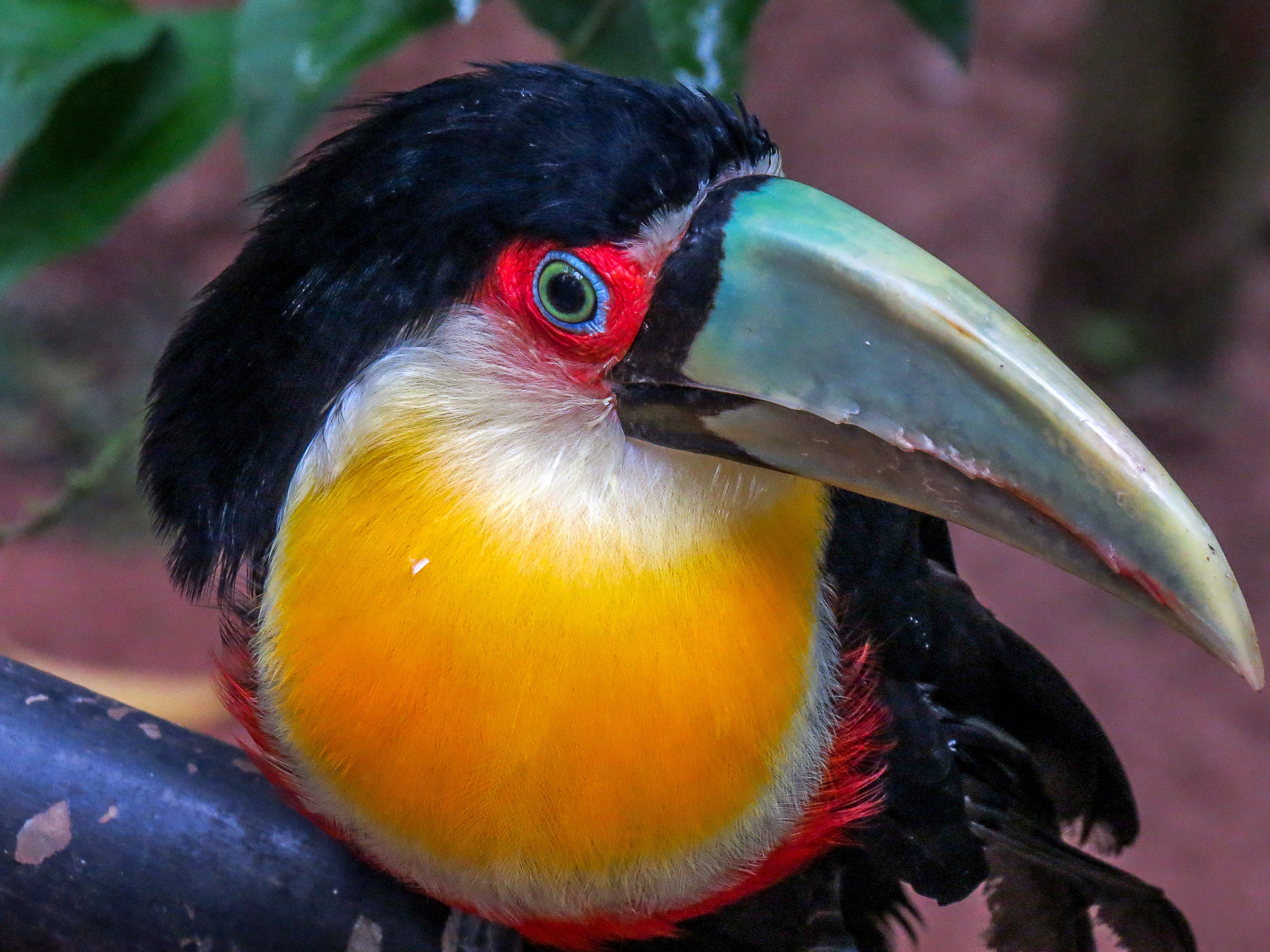 hornbill, multi colored, day, animal themes, animals in the wild, ride, beak, animals, animal body part, animal eye, animal head, iguazu falls, 4K, animal, HD Wallpaper
