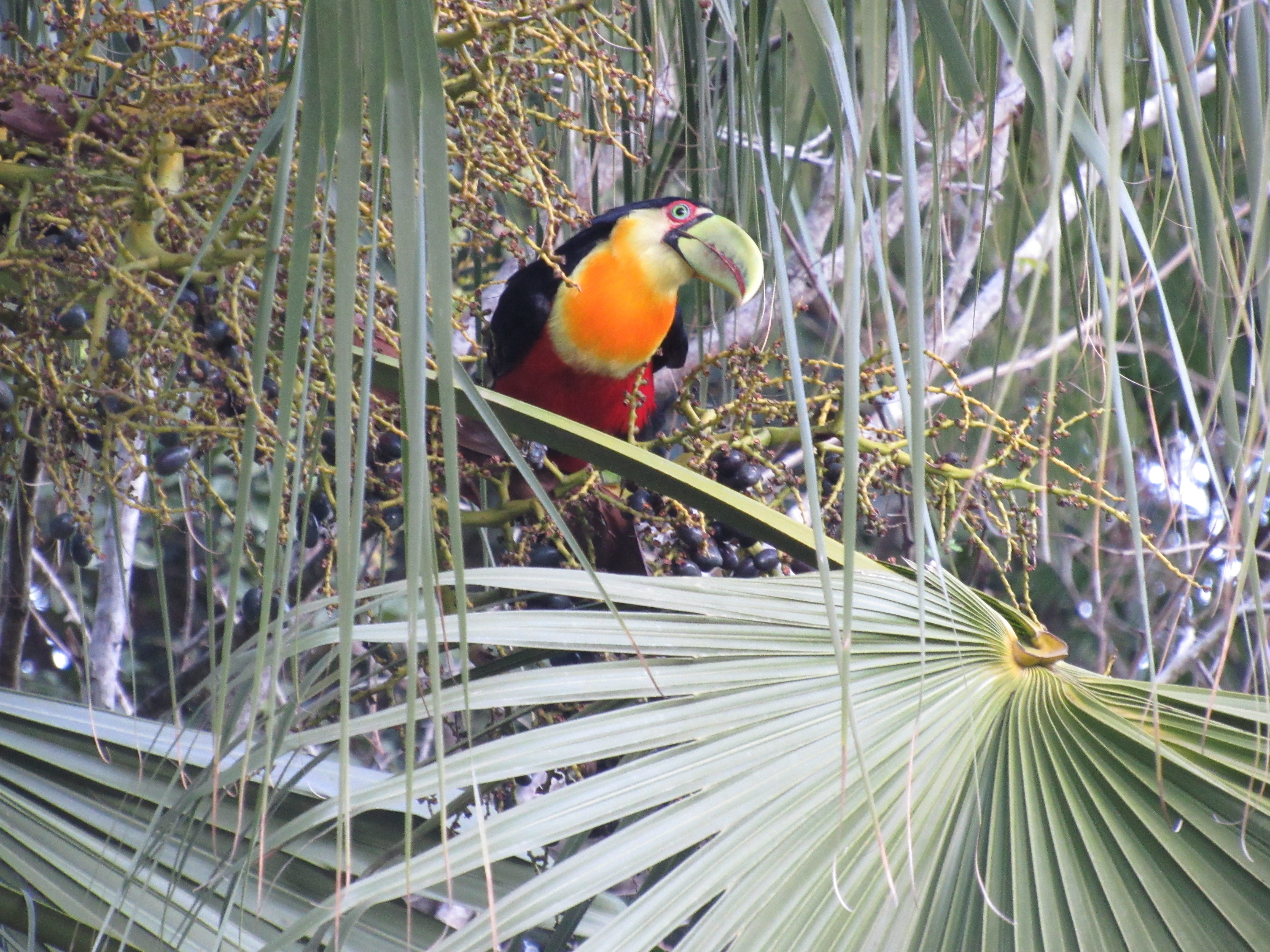 multi colored, brazilian, focus on foreground, branch, long spout, environment, orange color, large spout, forest, tree, birdie, on the branch, ecology, HD Wallpaper