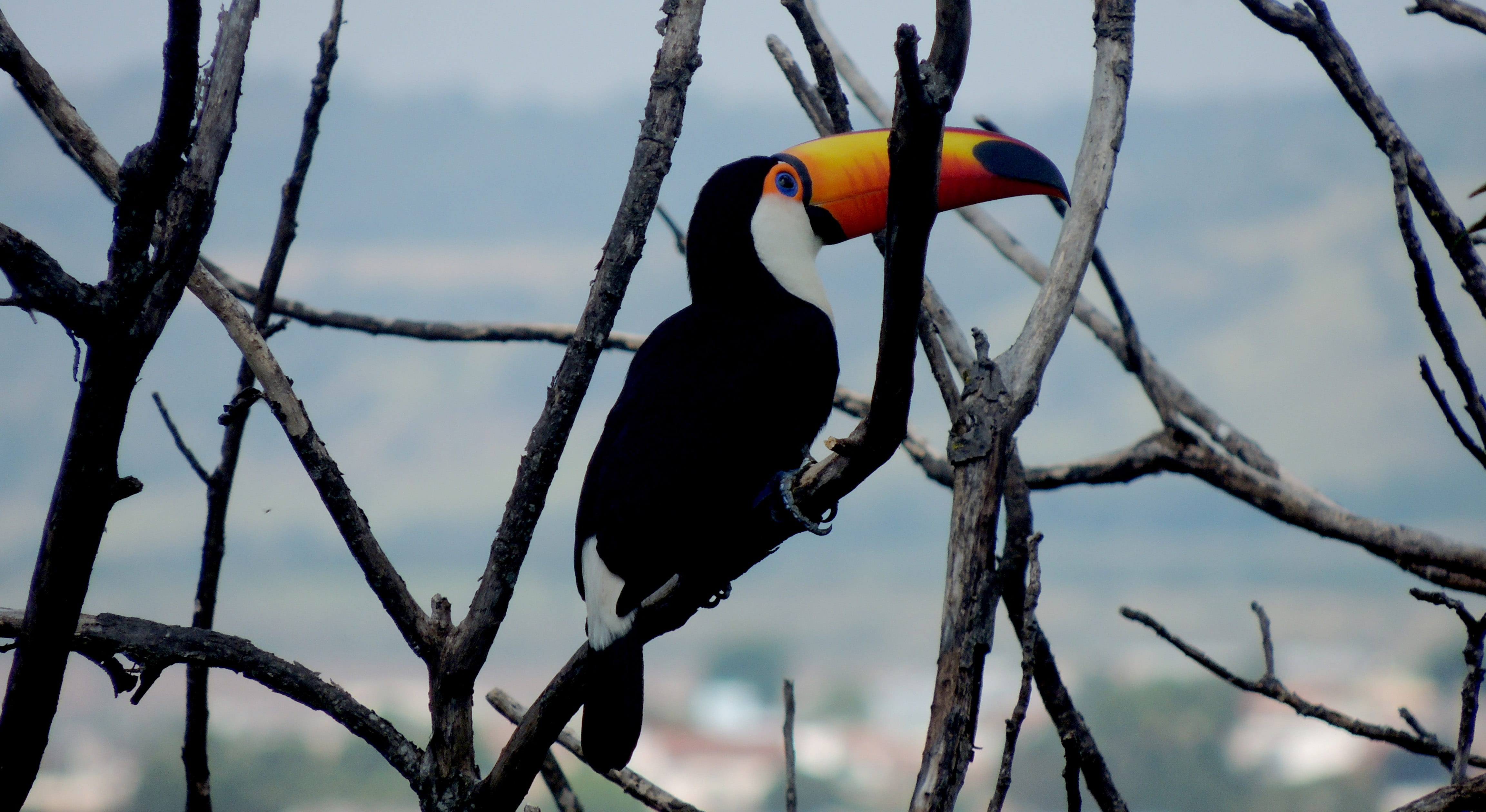 bare tree, Twigs, perching, animal wildlife, day, animal neck, vertebrate, Tucano, focus on foreground, 4K, tree, animal themes, beak, nature, Animal, HD Wallpaper