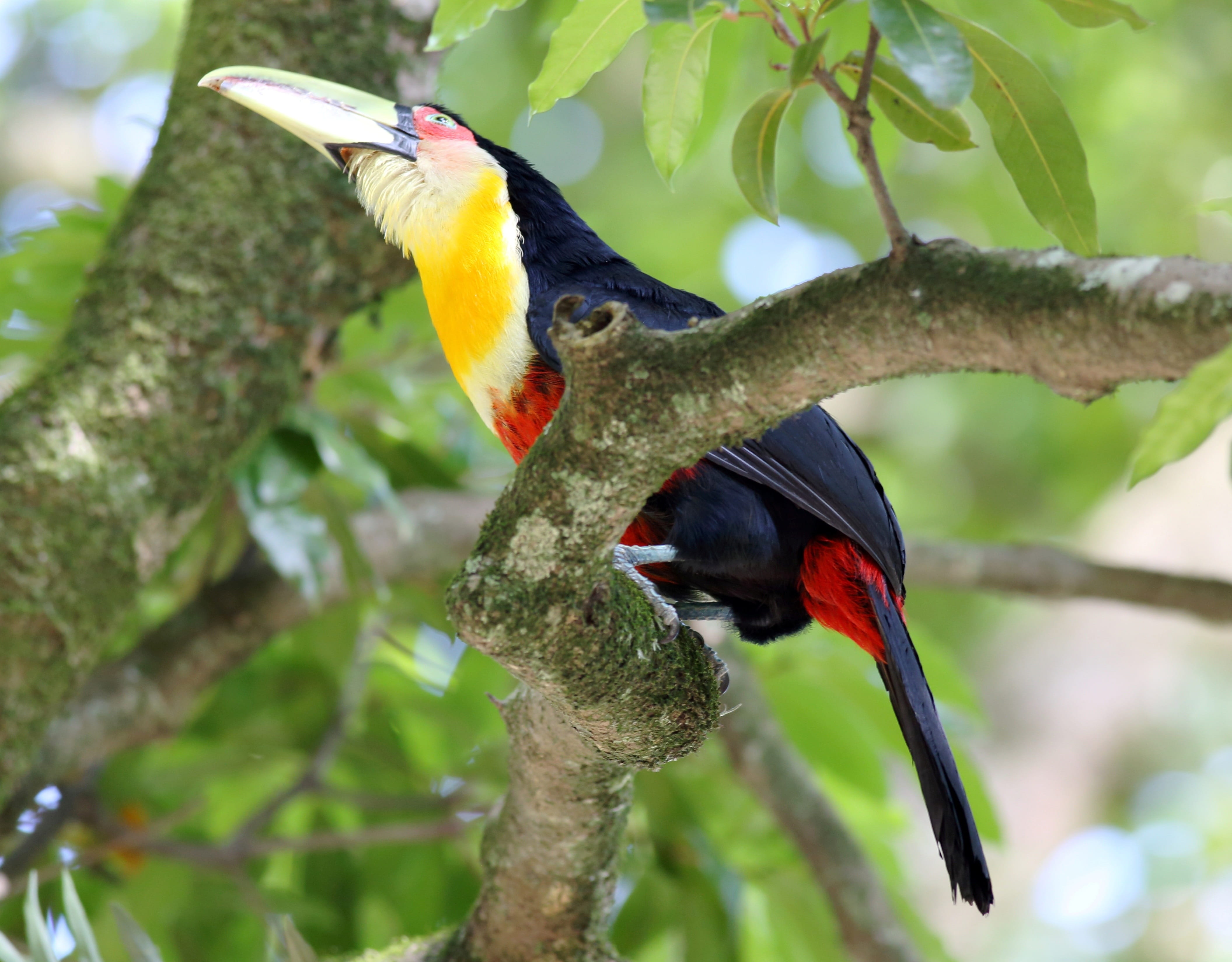 beauty in nature, woodpecker, day, no people, vertebrate, wild, rainbow lorikeet, low angle view, close-up, perching, Bird, on the branch, animals in the wild, HD Wallpaper