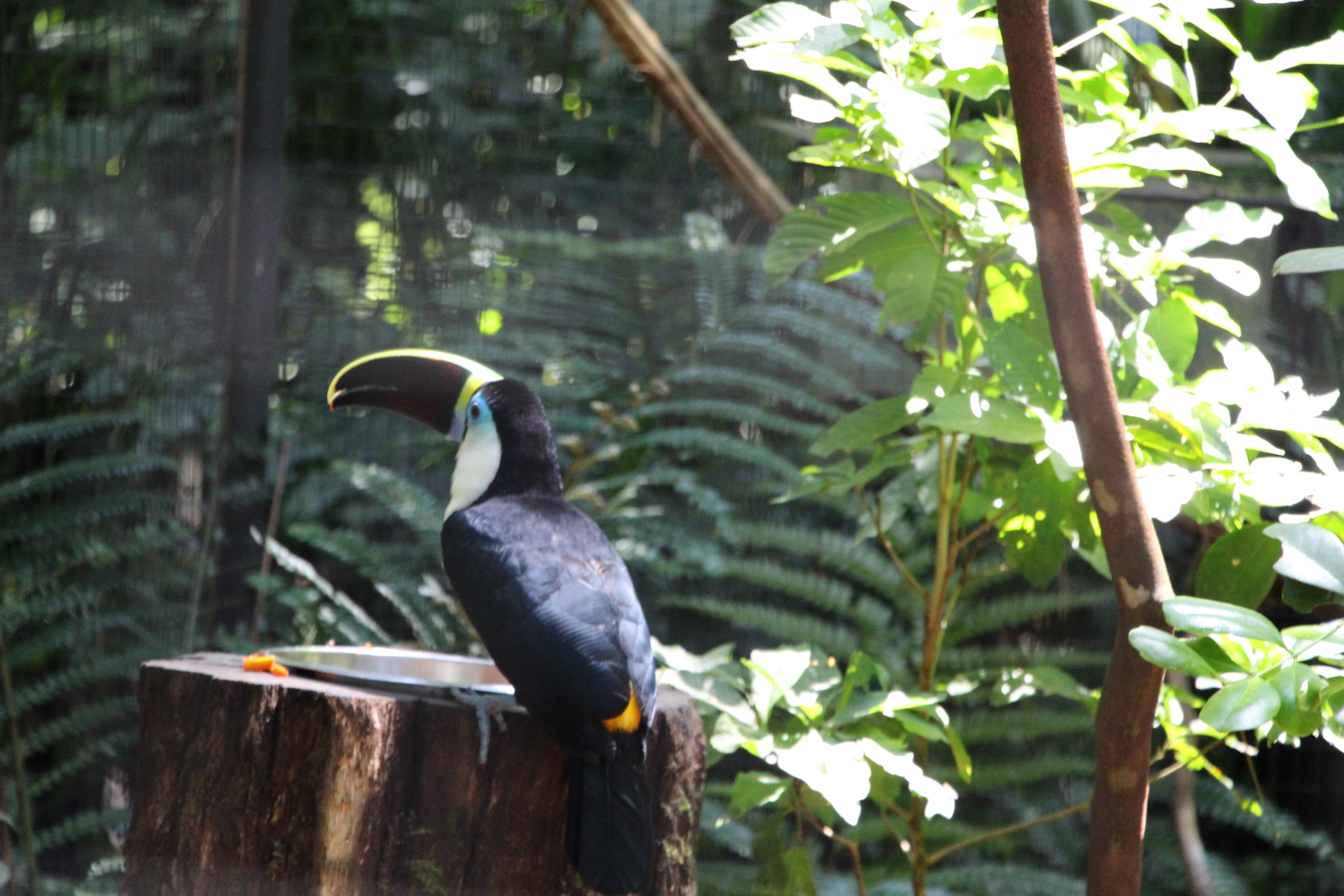 outdoors, forest, branch, one animal, perching, animals in the wild, tree, vertebrate, animal wildlife, day, focus on foreground, bird, 5K, black color, HD Wallpaper