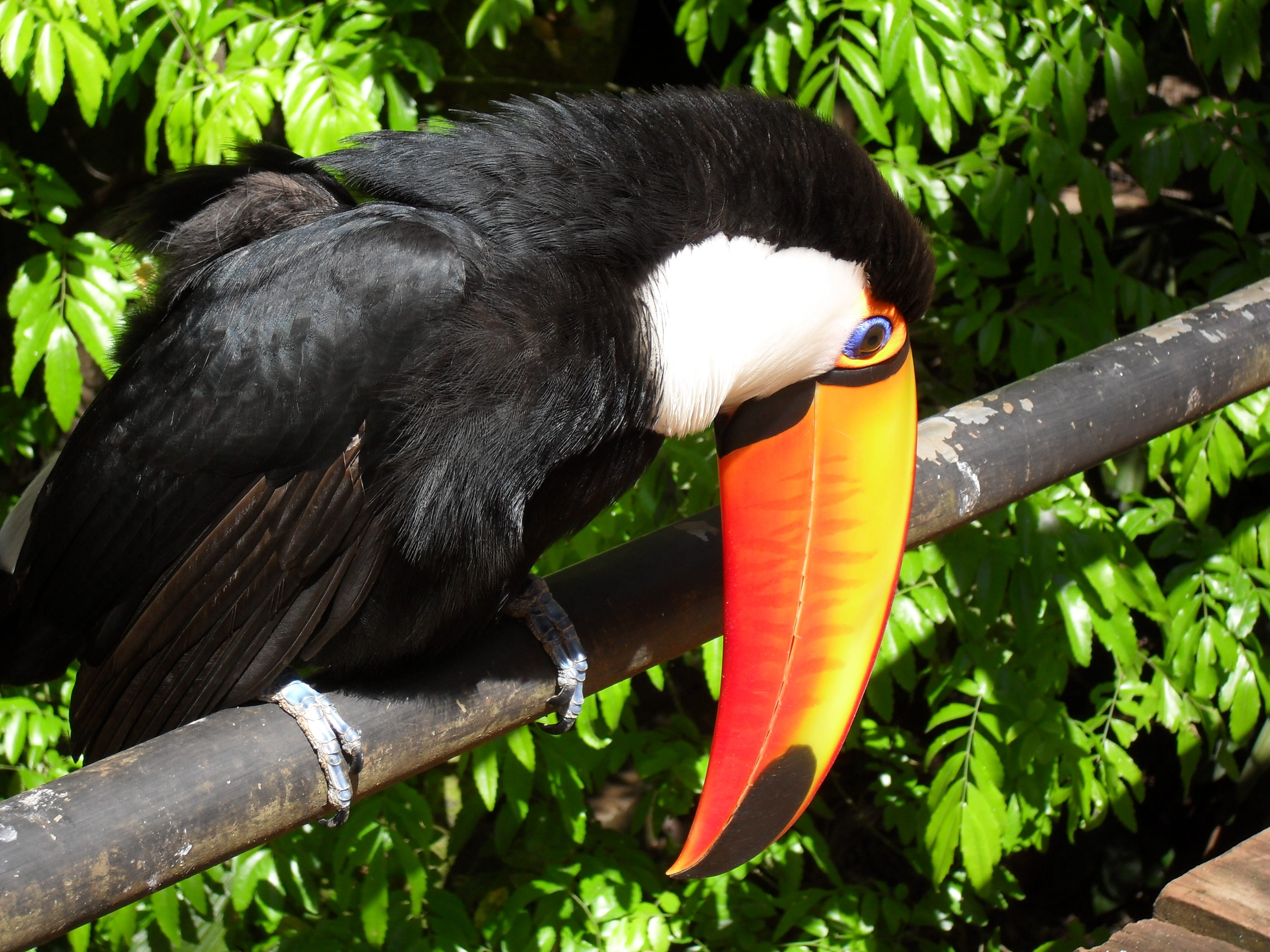 outdoors, day, animal themes, no people, plant, tucano, brazil, animal head, 2K, animal, nature, black color, rod, close-up, animals in the wild, focus on foreground, HD Wallpaper