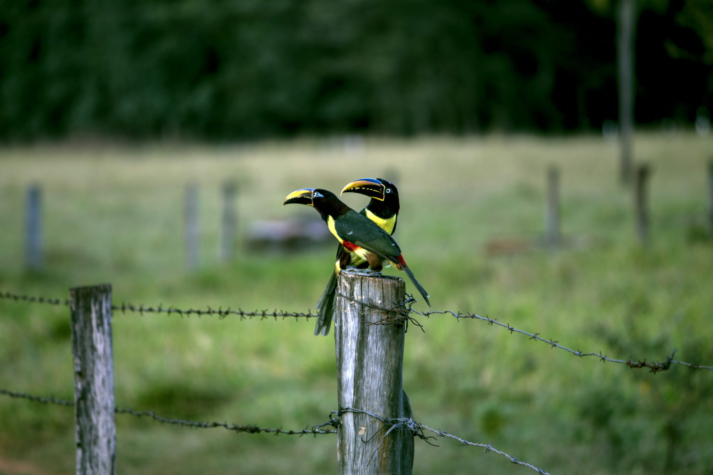 forest, yellow, pity, photography, slab, animal themes, wood - material, brazilian fauna, casal, focus, focus on foreground, colorful, barrier, animals, HD Wallpaper