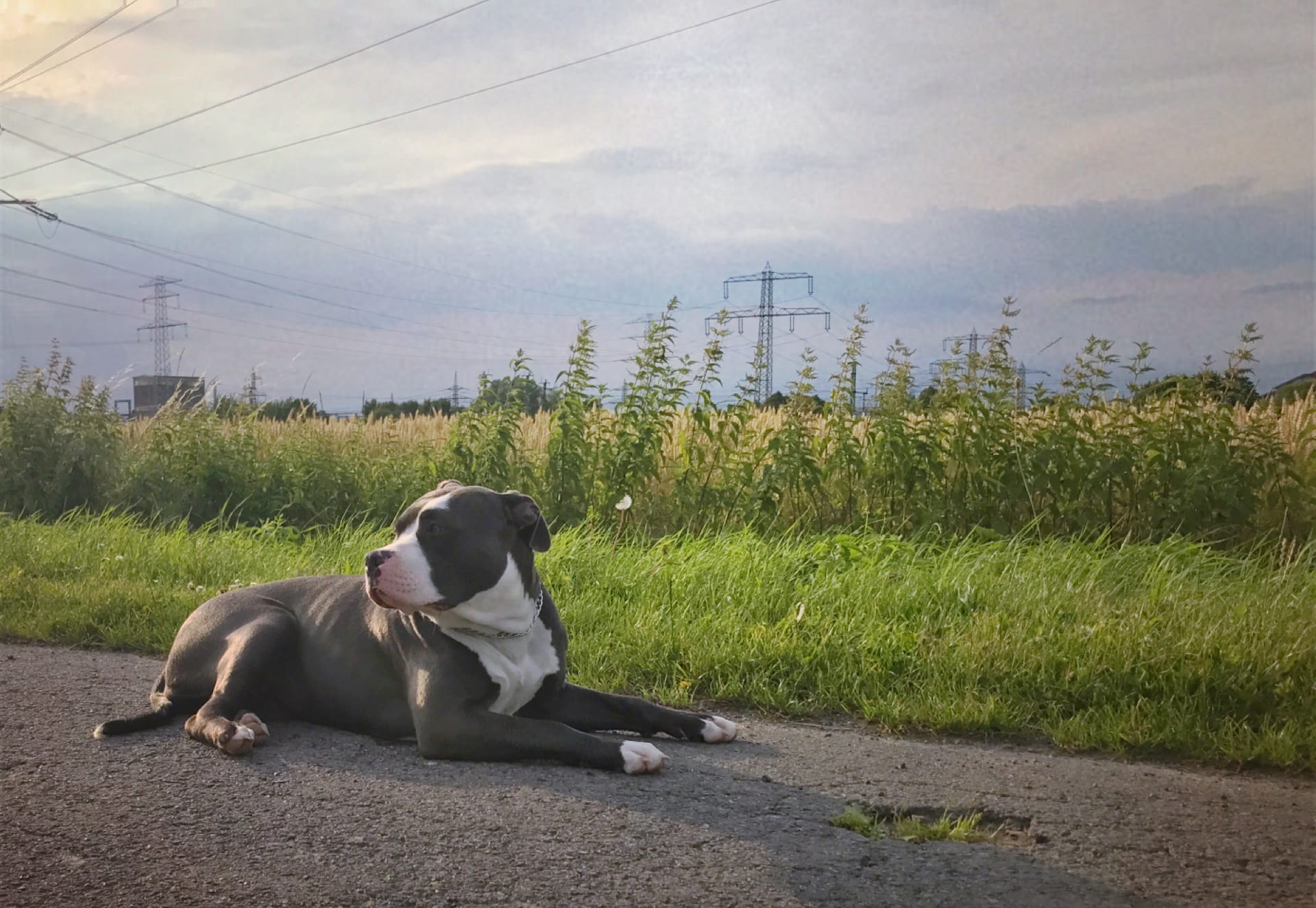 day, pet, pets, close, animal, one animal, relaxation, grass, domestic animals, american bully, no people, domestic, mammal, dog trainer, sitting, fighting dog, HD Wallpaper