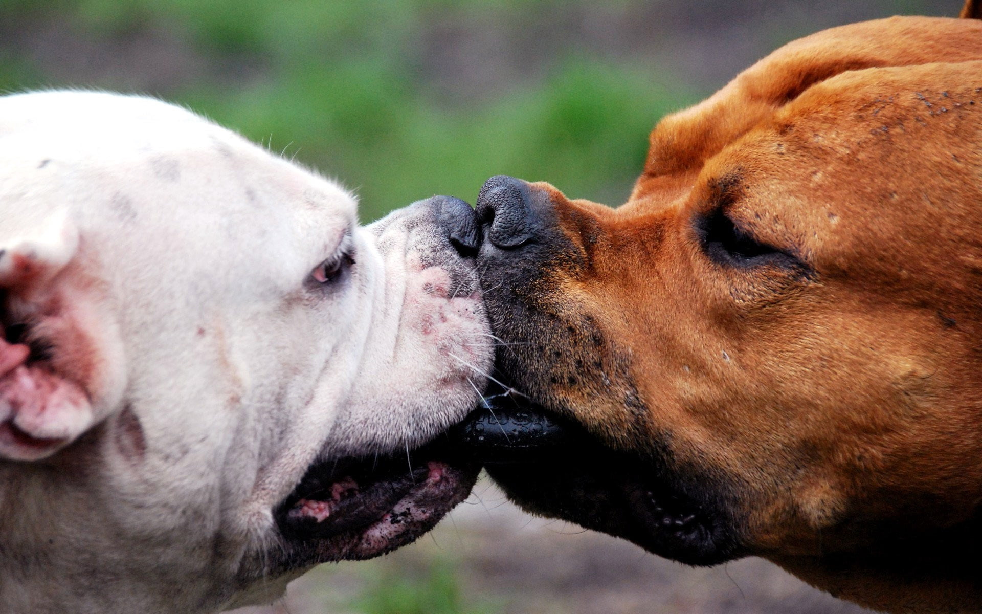 sitting, animals And Pets, young Animal, close-up, two, bulldog, fight, kiss, friendship, obedience, animal themes, one Animal, mammal, domestic, animal Tongue, HD Wallpaper