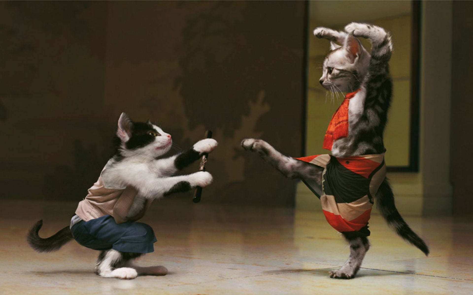 friendship, couple, gray, skill, adult, cats, digital composite, males, dog, vitality, fighting, healthy lifestyle, stage, motion, caucasian Ethnicity, HD Wallpaper
