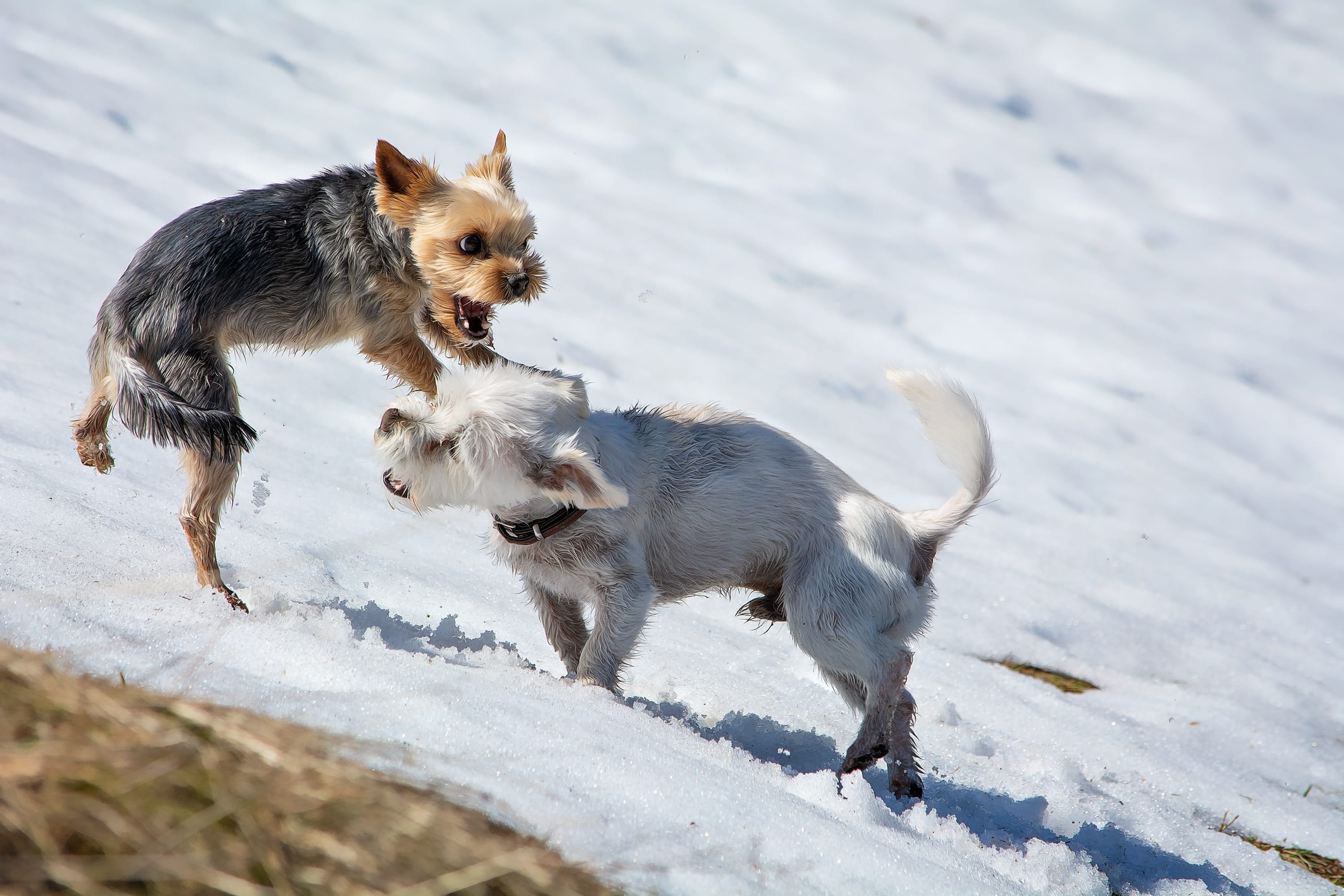 mammal, dog, pet, small dogs, no people, out, animal, nature, winter, animal themes, wheel, white color, animals, snow, domestic animals, pets, day, 2K, HD Wallpaper