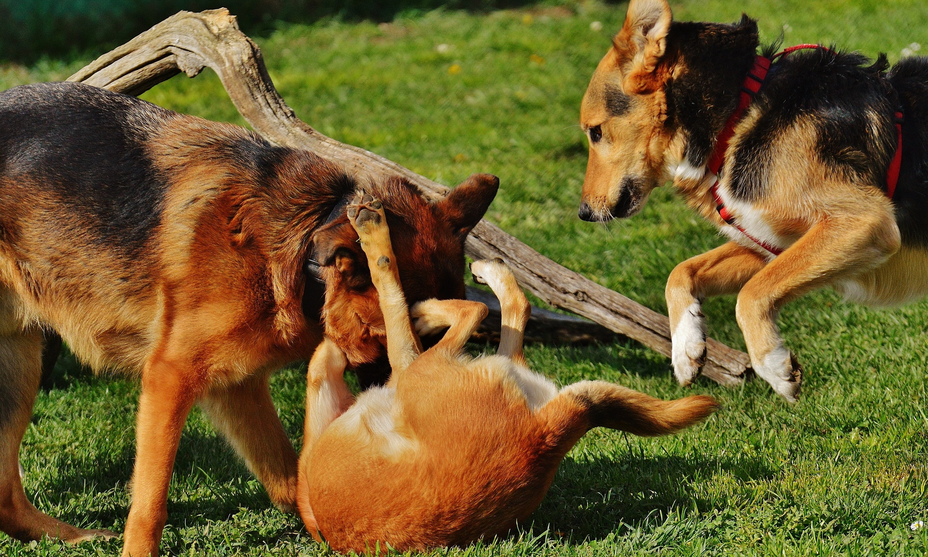 fight, day, fur, light brown, two animals, meadow, animal, dogs, no people, german, mixed breed dog, land, hybrid, 2K, play, herbivorous, field, sweet, HD Wallpaper