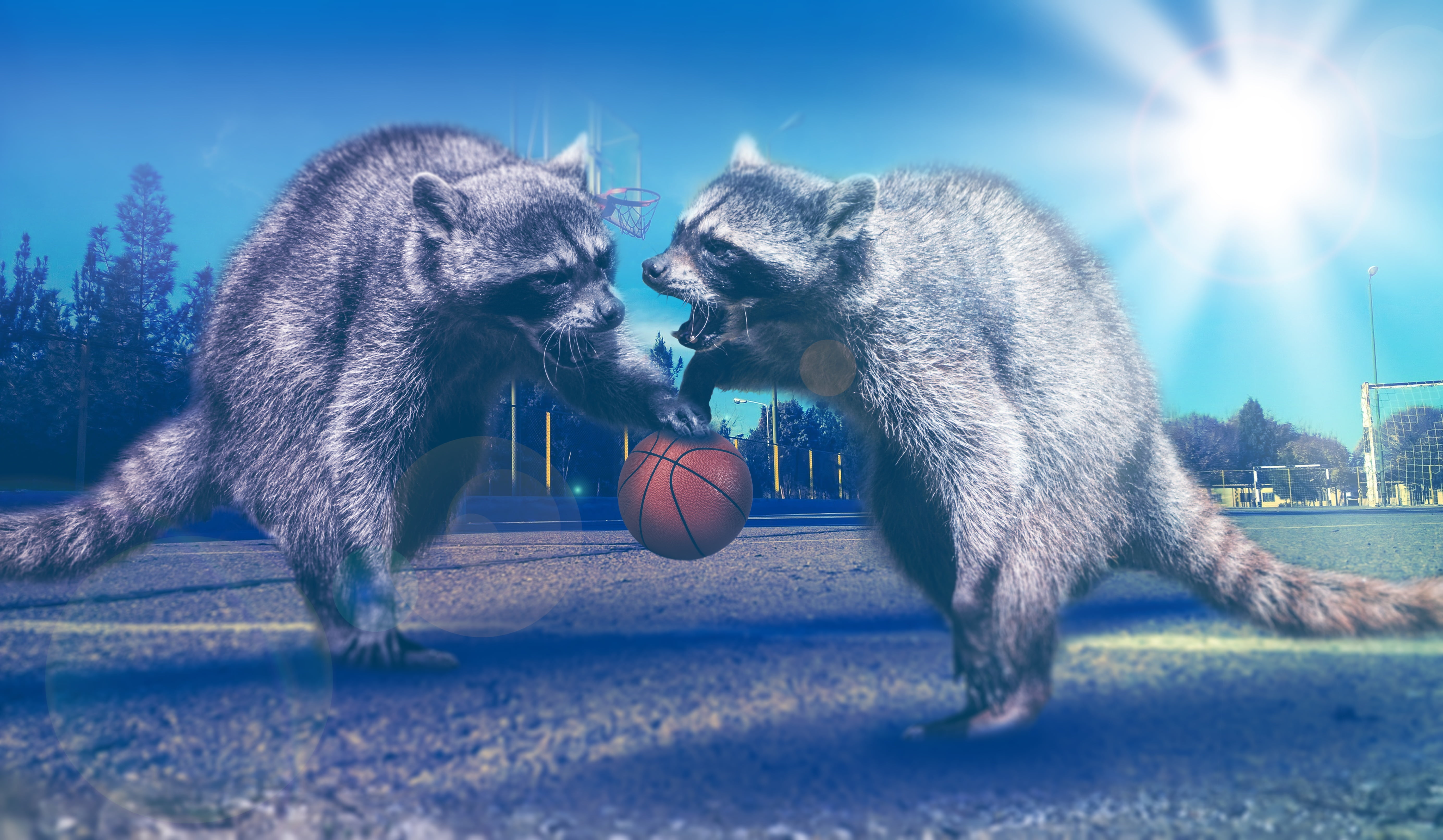 competition, winter, dog, sky, humor, motion, fur, mammal, snow, paw, ball, togetherness, blue, two, pets, outdoors, basketball - ball, animal themes, conflict, HD Wallpaper