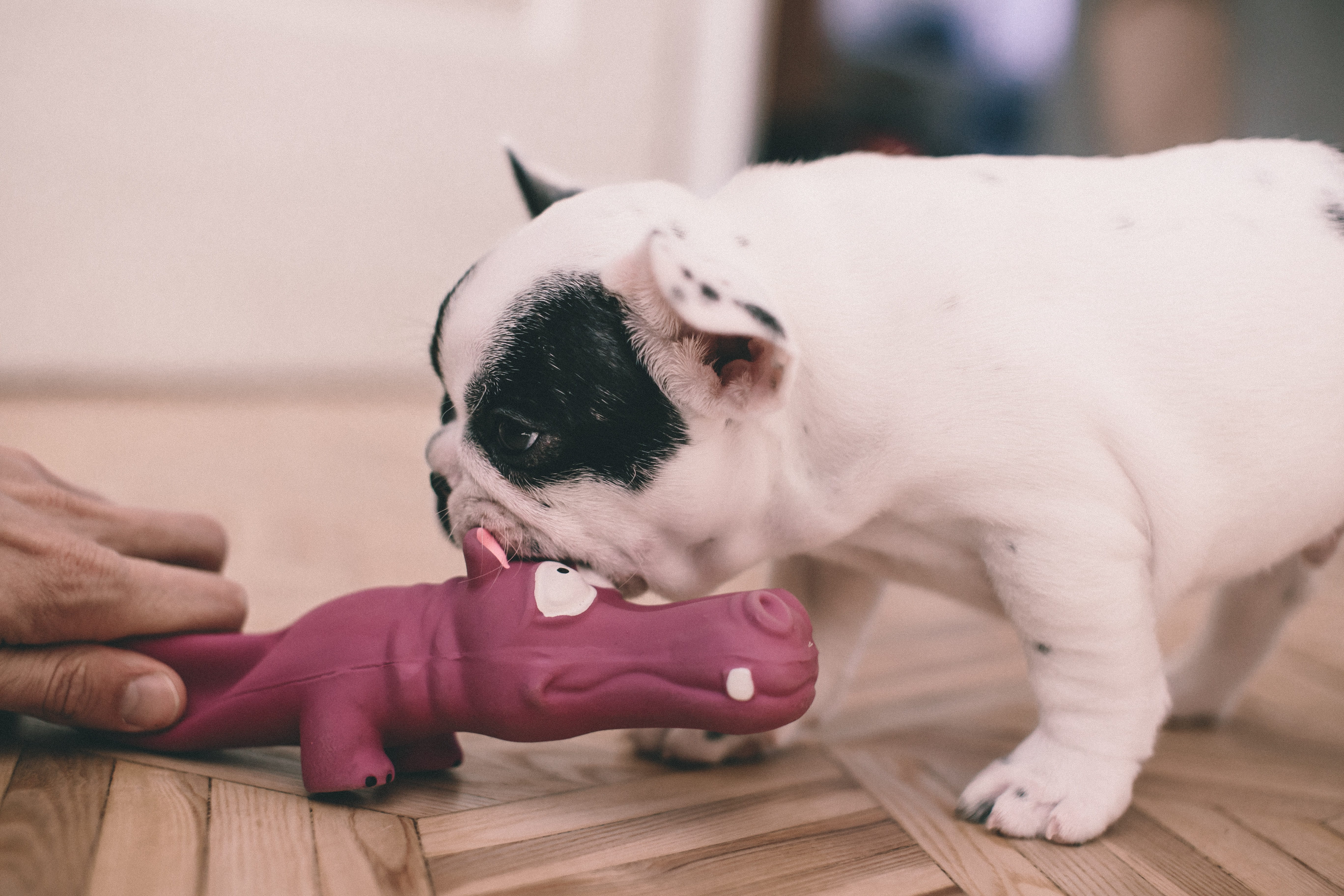 white, focus on foreground, vertebrate, doggy, pet owner, people, hardwood floor, man, domestic, mammal, adorable, home, small, puppy, french, pets, photo, HD Wallpaper