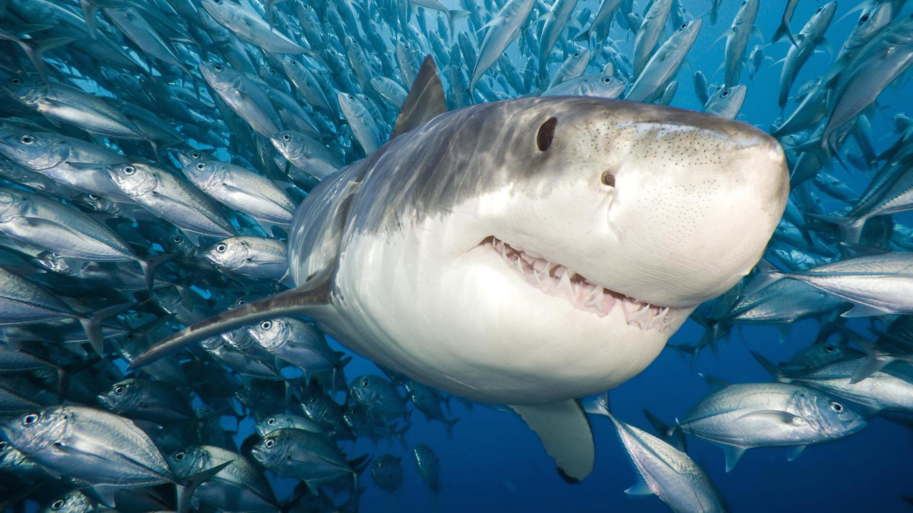 shark, mouth open, blue, underwater, marine, animal, animals in the wild, swimming, hd, flock, sea, fish, sea life, underwater diving, accompanied, animal mouth, HD Wallpaper