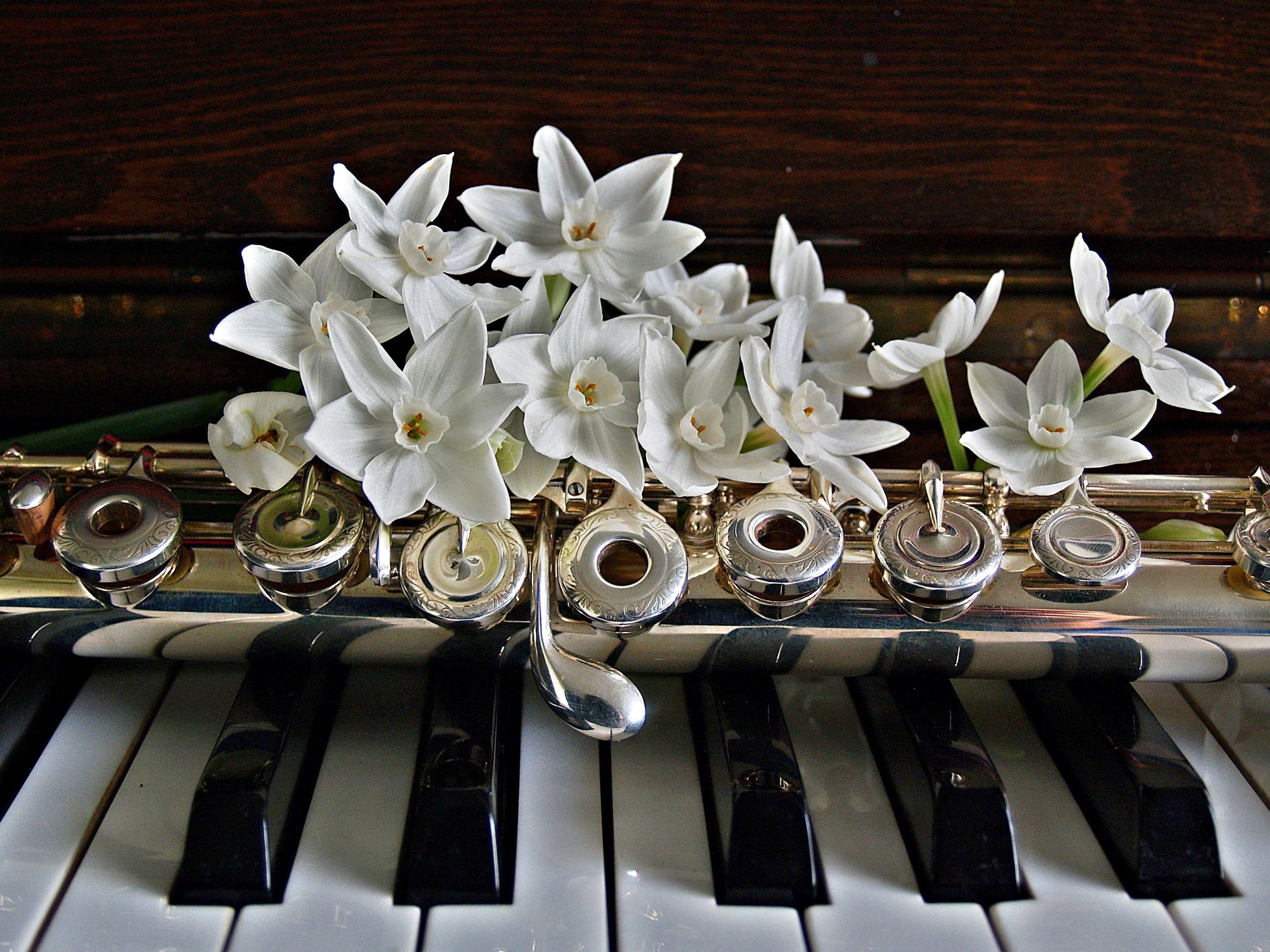 still life, nature, petal, open hole, arrangement, instrument, accompany, close-up, no people, plant, pe, keyboard, fragility, black, musicians, flute, HD Wallpaper
