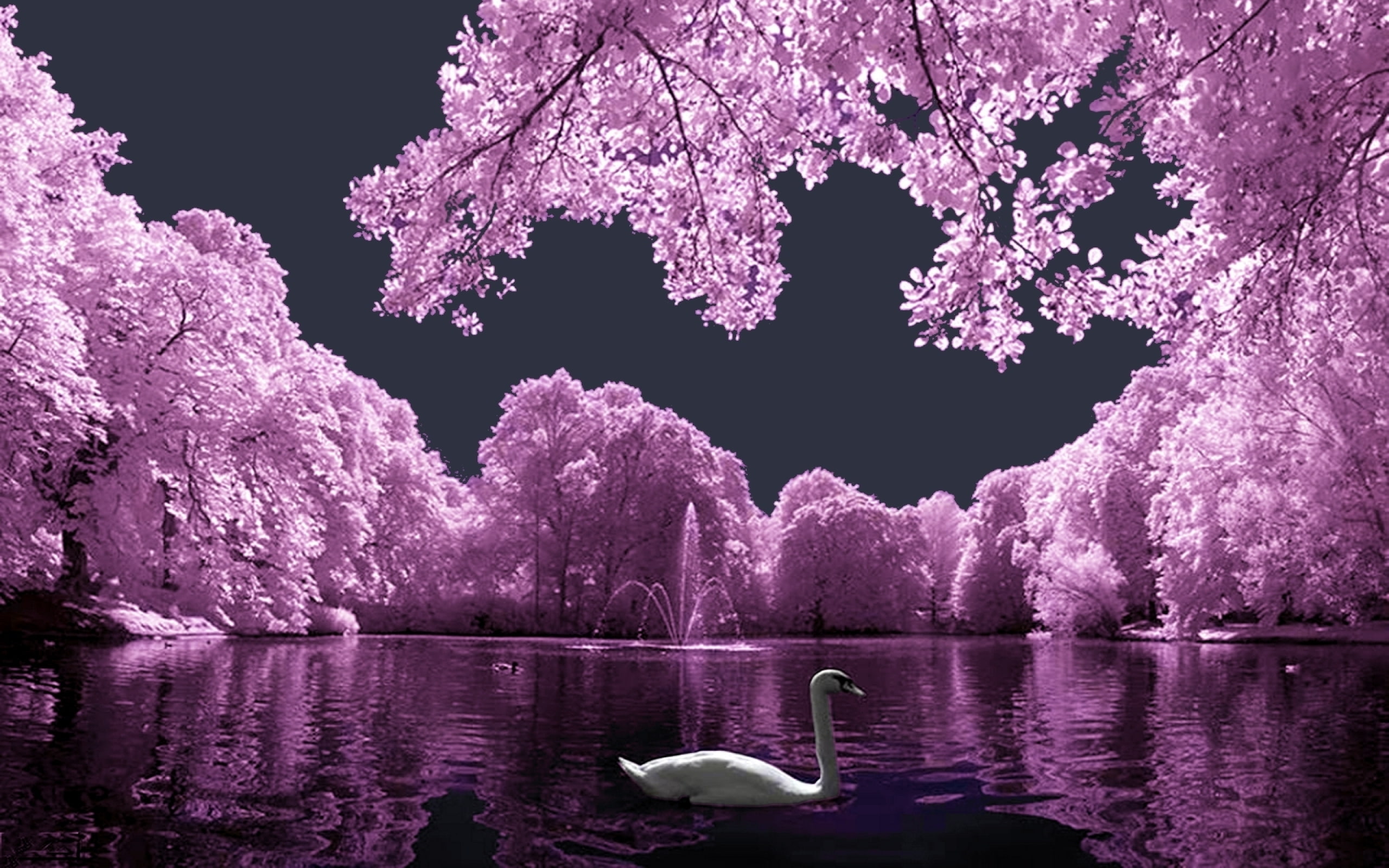 white, pink, landscape, 2K, swan, HD Wallpaper