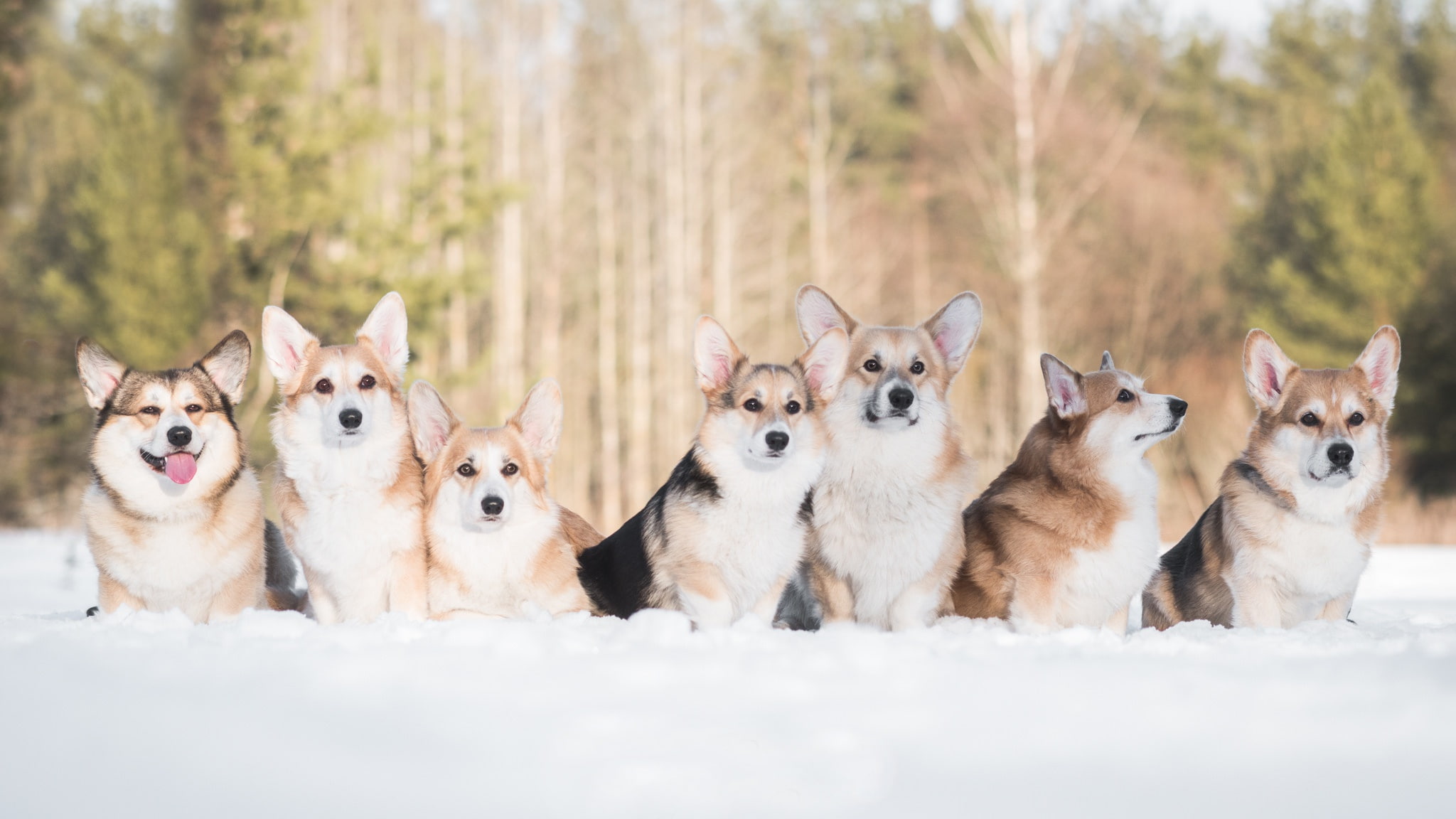 1080P, Welsh Corgi, dogs, winter, snow, friends, HD Wallpaper