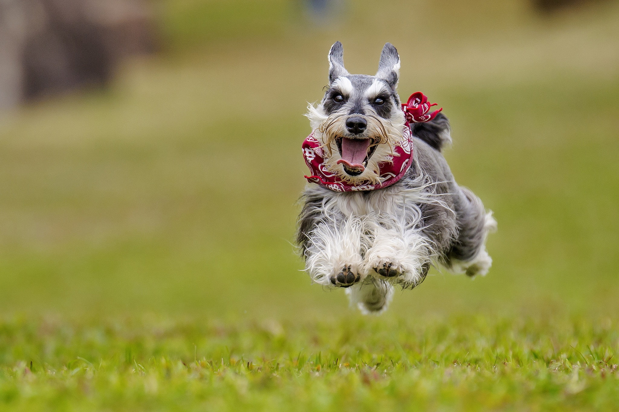 mood, jump, doggie, flight, bokeh, joy, 1080P, dog, walk, The miniature Schnauzer, HD Wallpaper