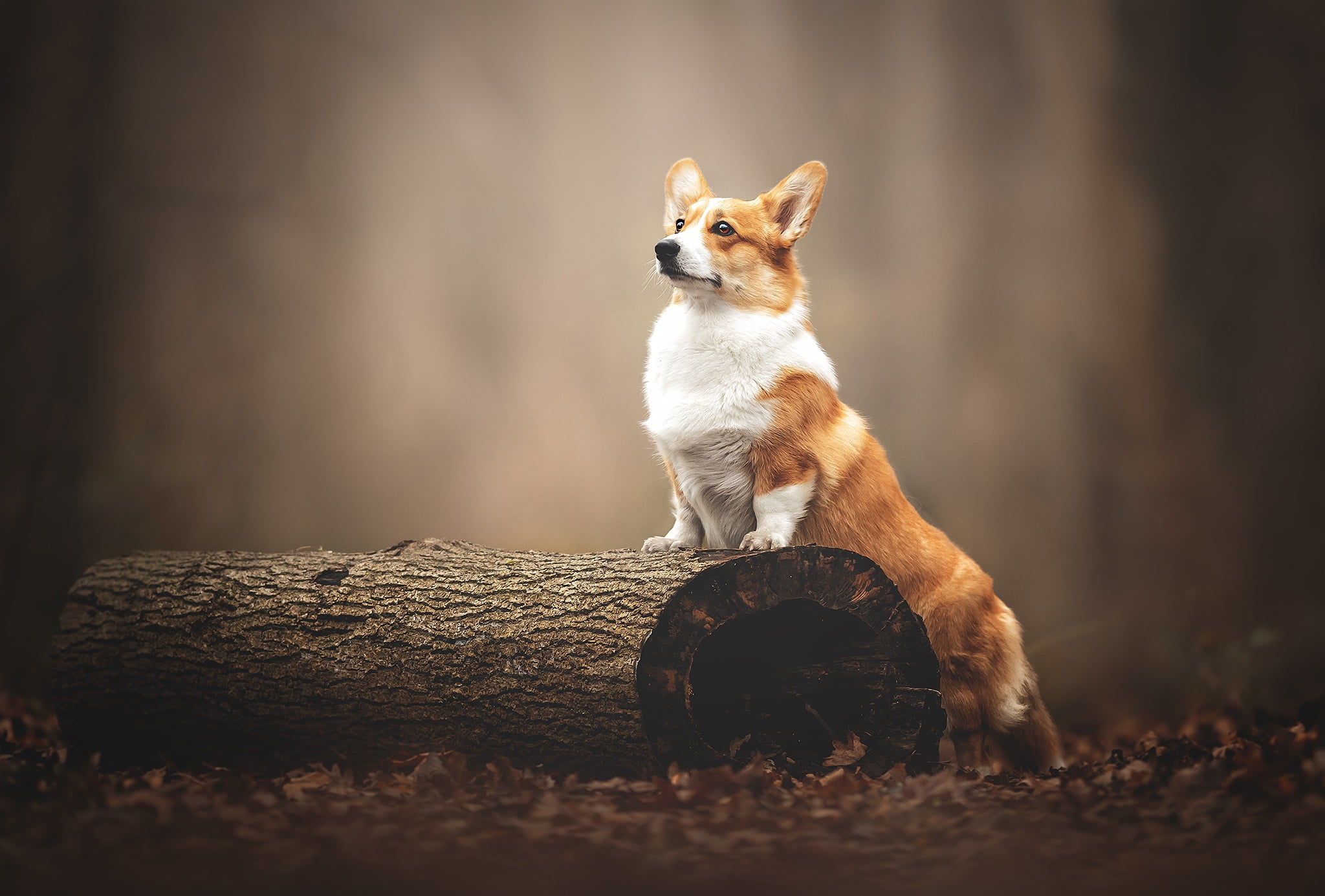 1080P, dog, Welsh Corgi, bokeh, log, HD Wallpaper