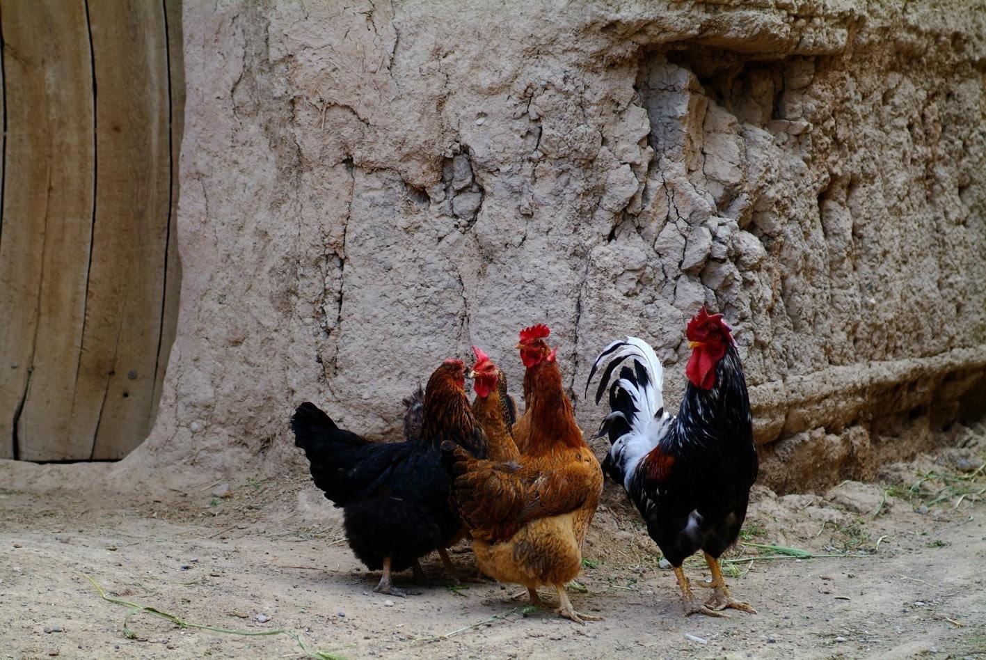 720P, birds, Iran, chickens, HD Wallpaper