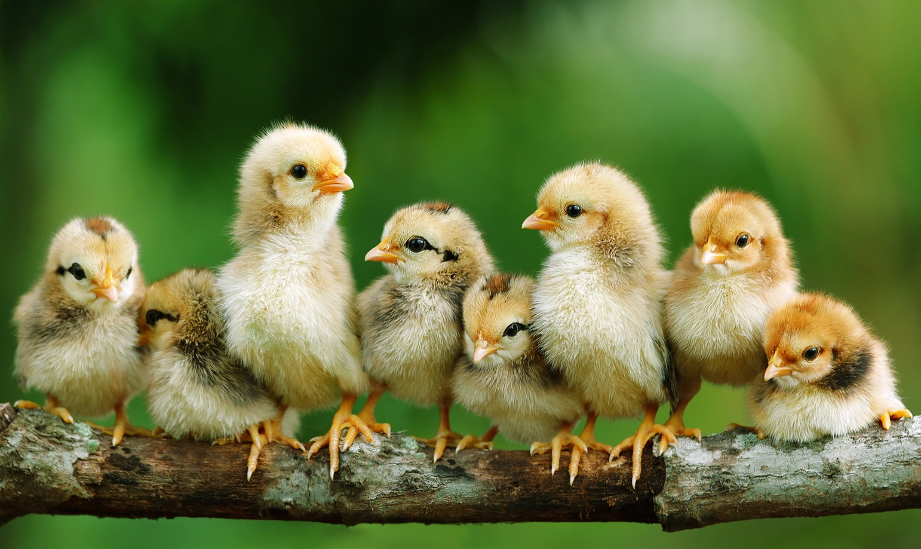 hd, x, chicks, animals, 720P, baby, chickens, BIRDS, art, HD Wallpaper