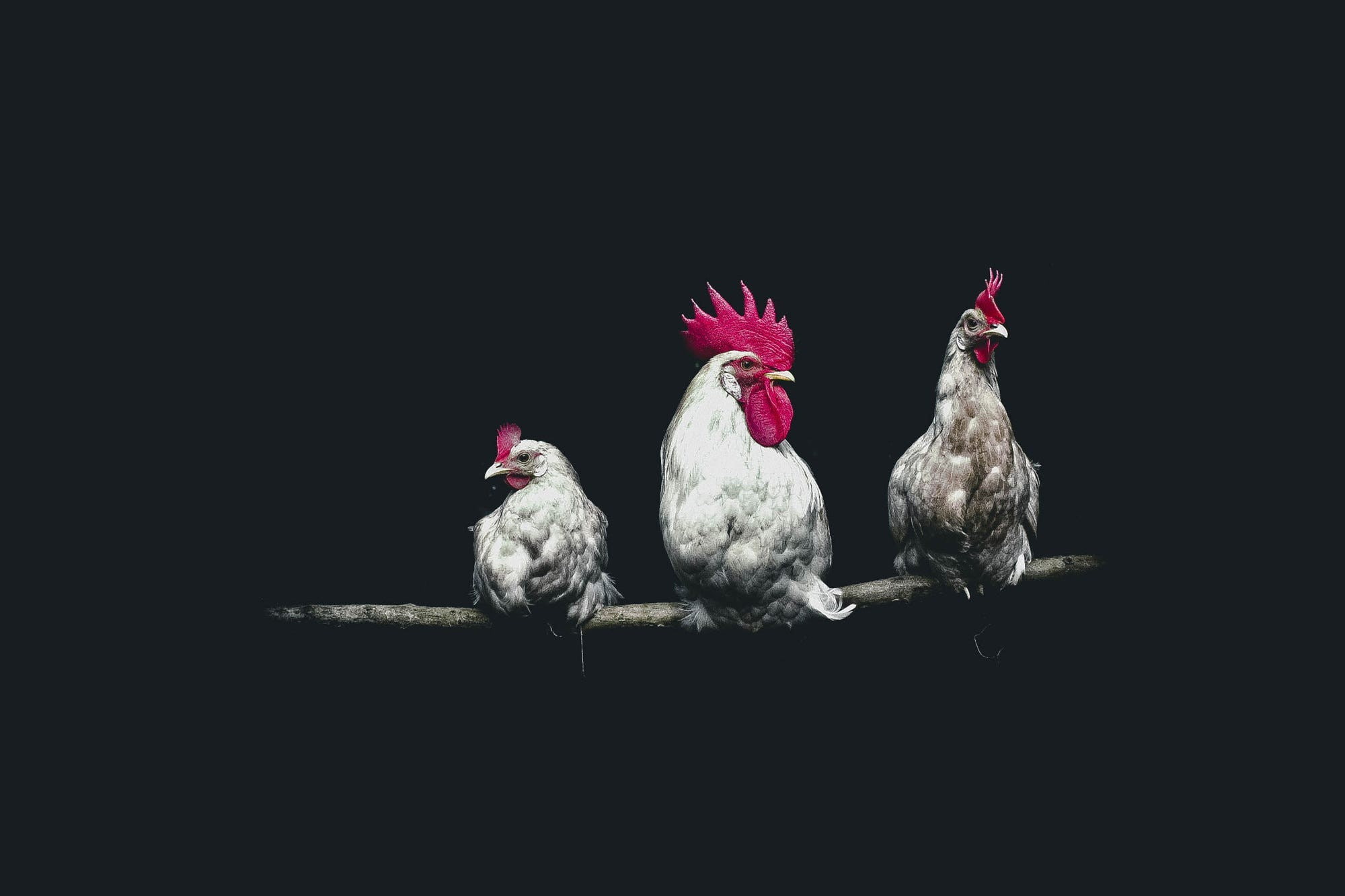 chickens, dark, roosters, birds, 1080P, HD Wallpaper
