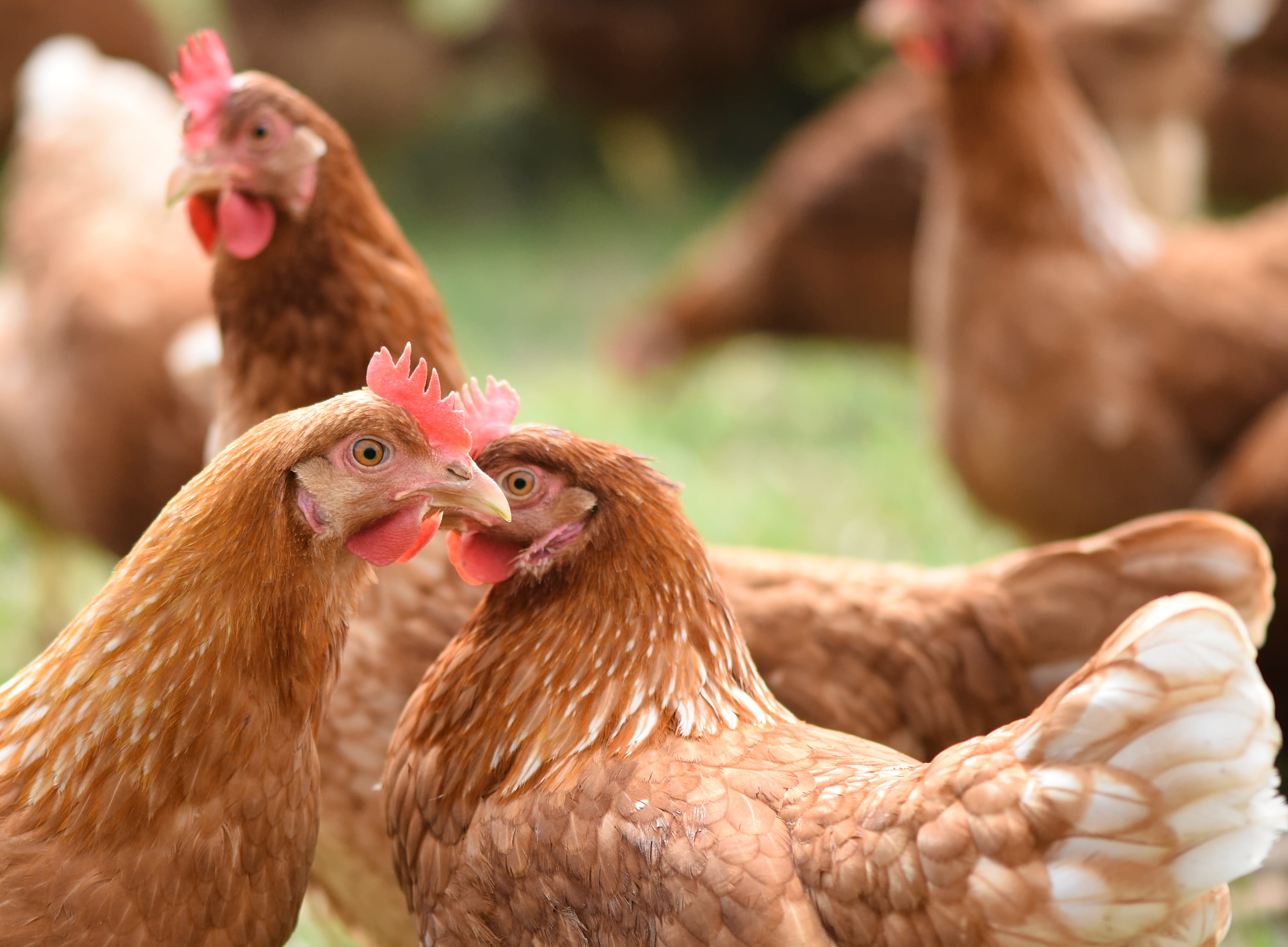 nature, vertebrate, livestock, bird, plumage, farm, no people, rooster, two animals, domestic animals, animal, chicken - bird, poultry, group of animals, HD Wallpaper