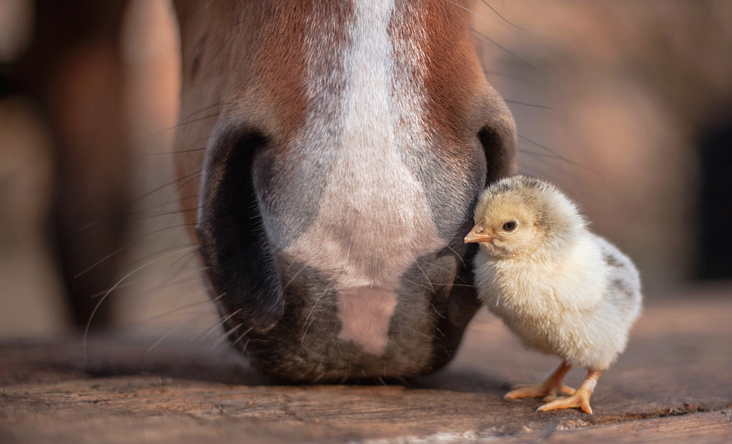Chicken, day, young bird, pets, domestic animals, nature, animal wildlife, animal themes, bird, livestock, chicken - bird, 2K, domestic, outdoors, animal family, HD Wallpaper