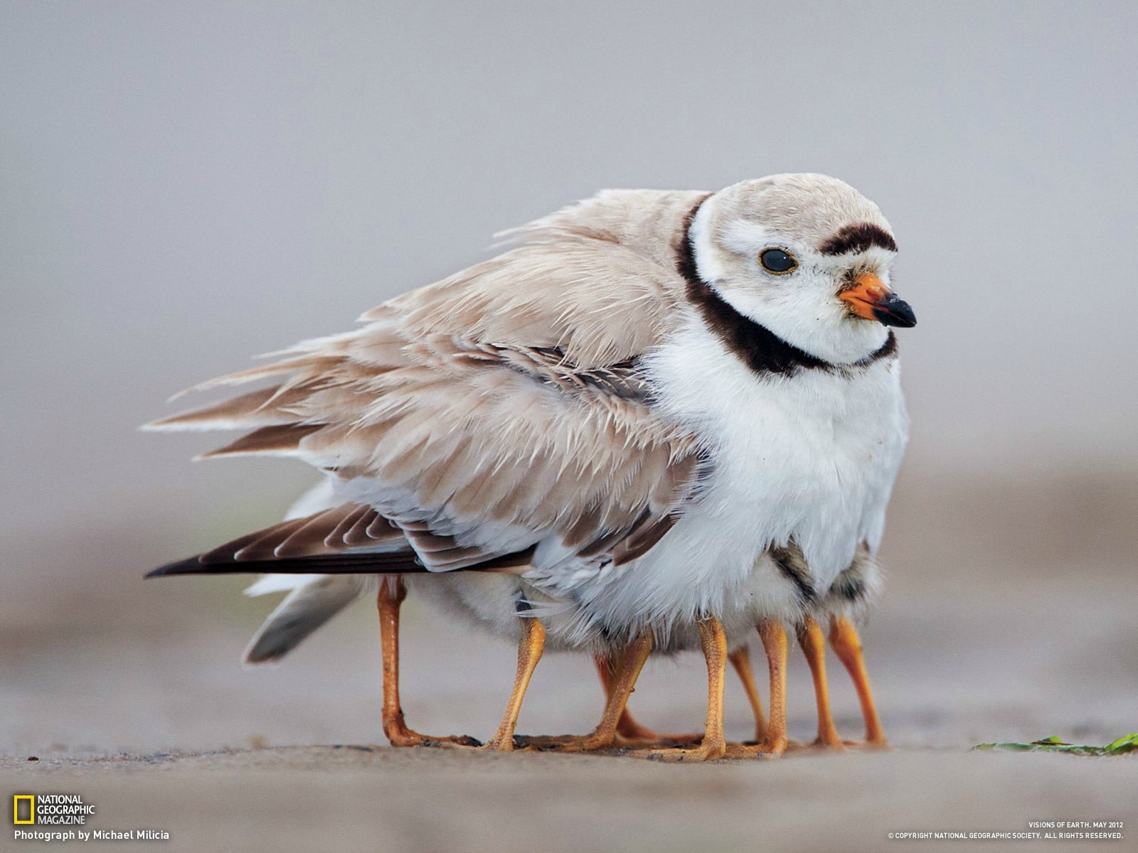 animals in the wild, outdoors, day, full length, side view, no people, falcon - bird, perching, looking away, bird, animal wildlife, birds, looking, plover, HD Wallpaper