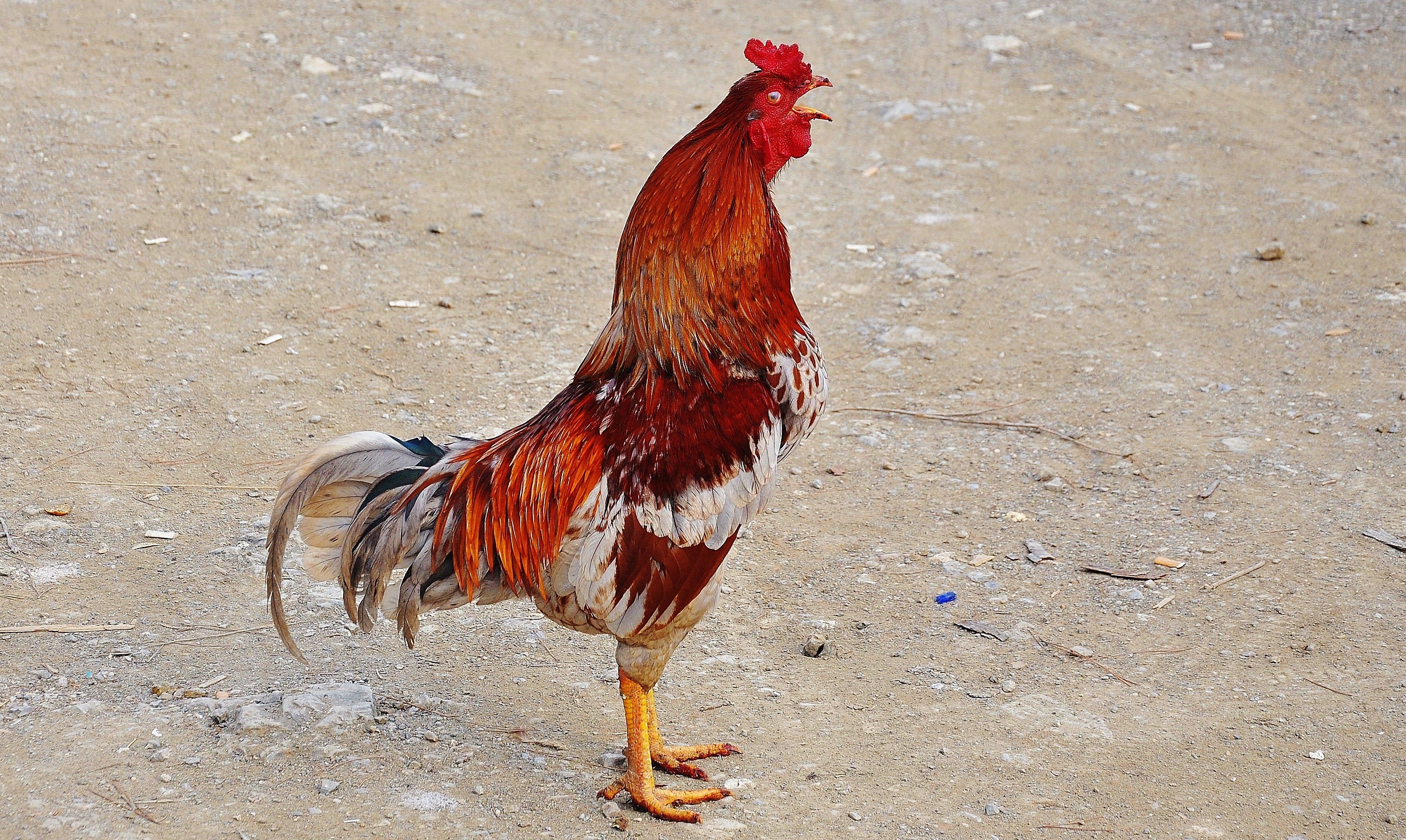 no people, hen, land, wing, shaco, 2K, bird, one animal, farm, domestic animals, vertebrate, animal themes, outdoors, animal, chick, chicken - bird, cockerel, HD Wallpaper