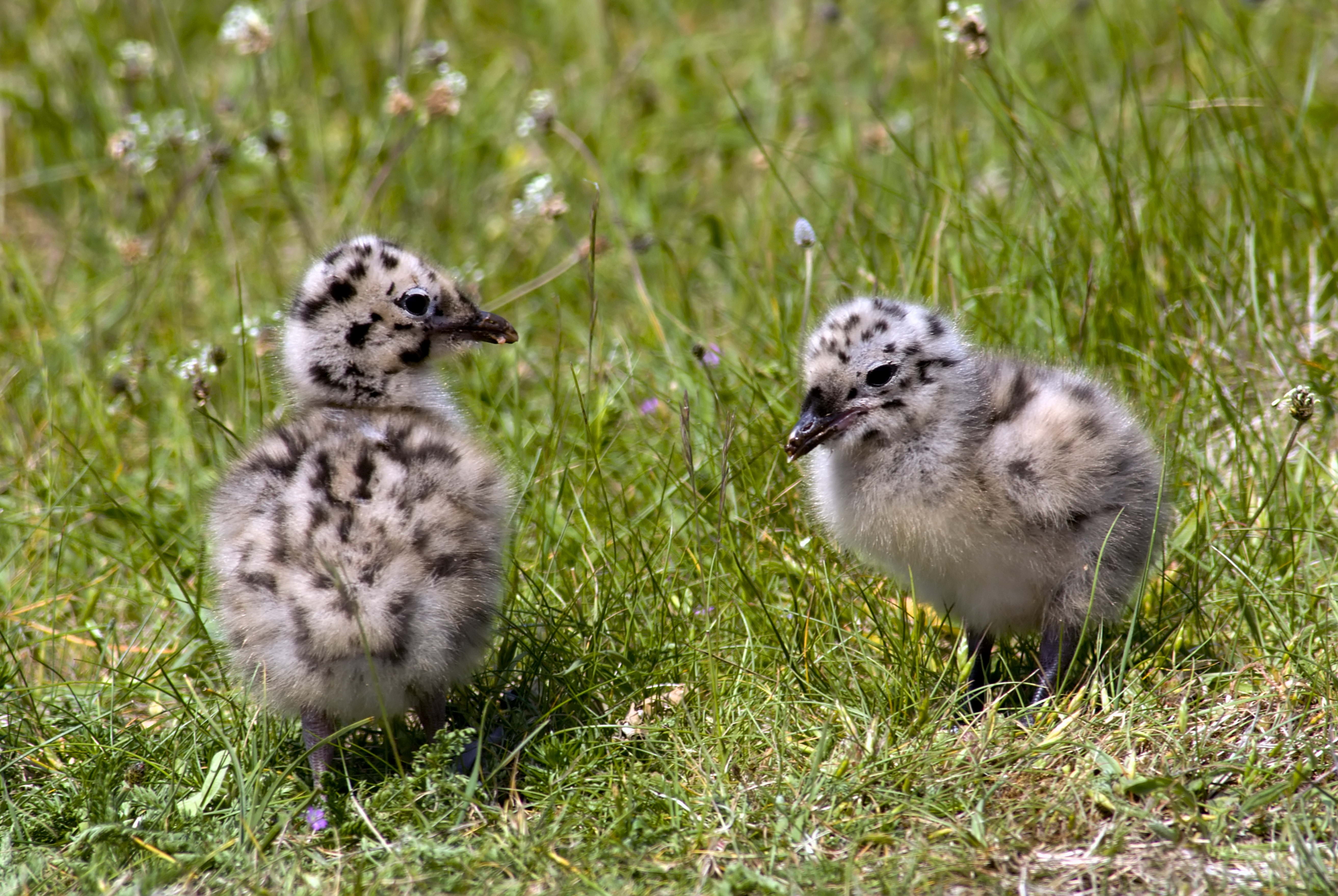 animal, 5K, land, chicken, meadow, two, plant, small, group of animals, chicks, gray, young Animal, spotted, day, fur, green Color, vertebrate, field, HD Wallpaper