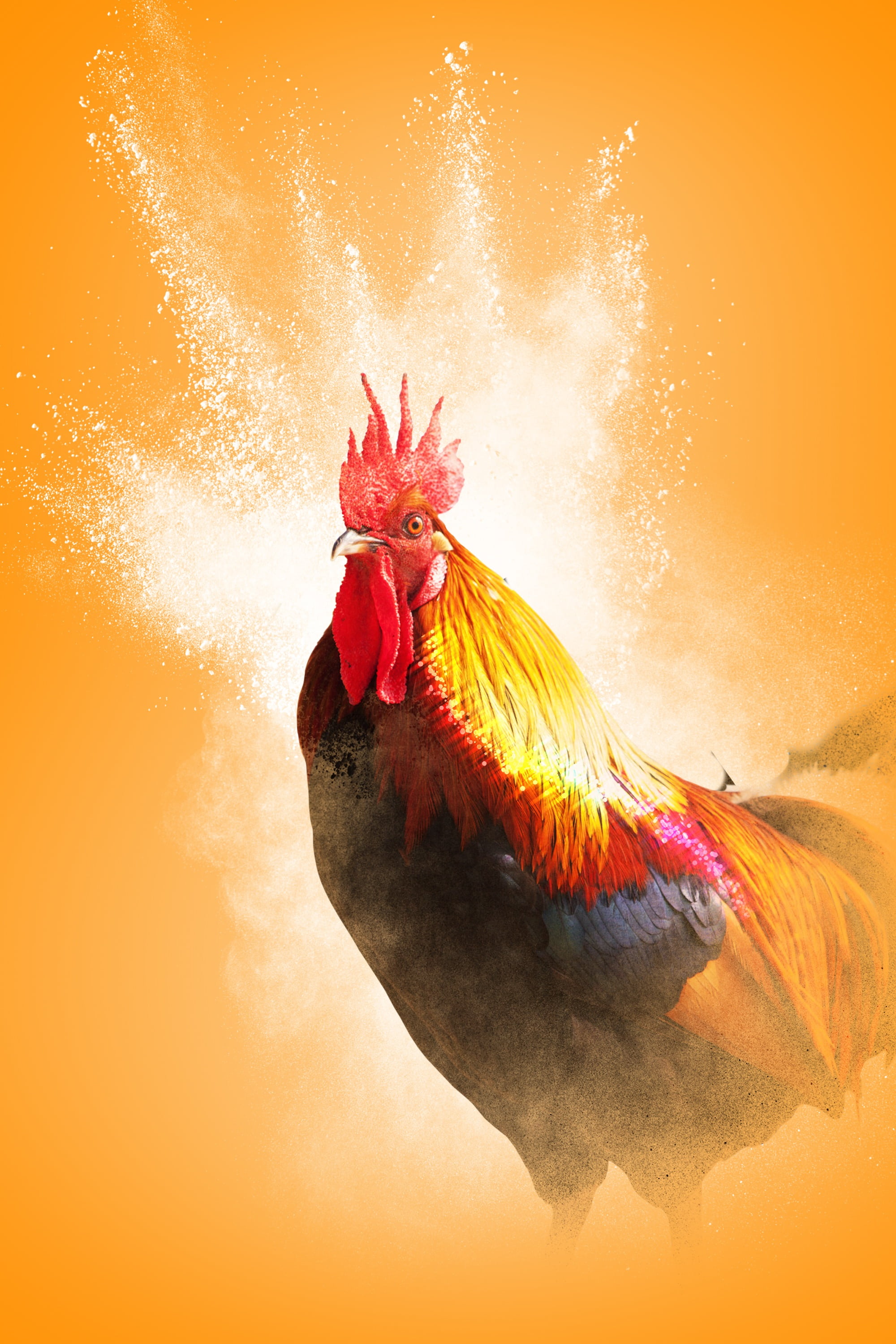 vertebrate, 2K, motion, livestock, chicken, silhouette, studio shot, orange color, bird, animal, animal themes, nature, male animal, domestic animals, Phone HD Wallpaper