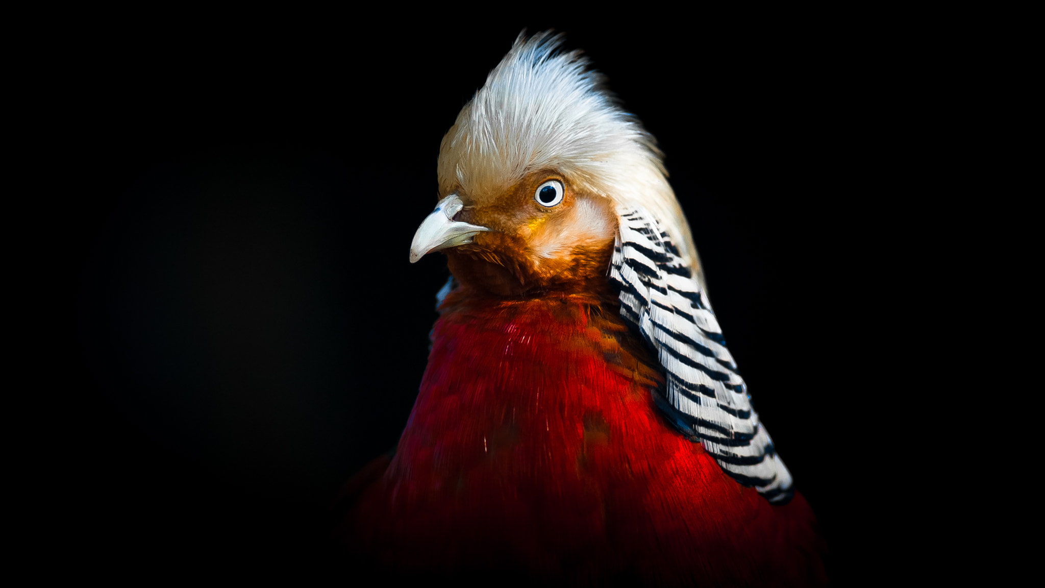 Sagar Thapa, gold pheasant, animal head, domestic animals, red, animal, black background, feathers, studio shot, indoors, 1080P, bird, animal wildlife, HD Wallpaper