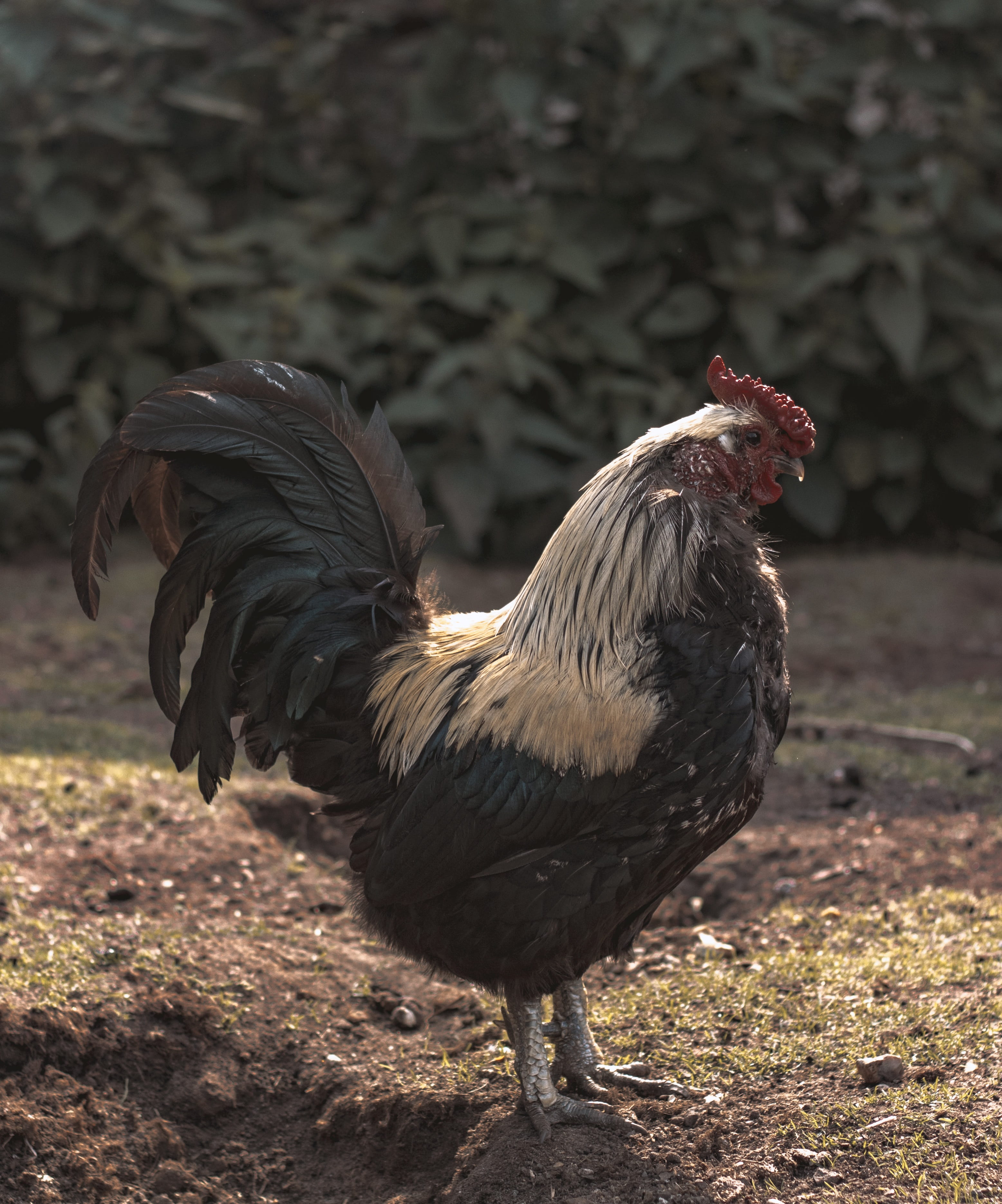 vertebrate, field, bird, day, nature, animal, roster, domestic, land, side view, livestock, pets, one animal, animal themes, rooster, awesome, outdoors, Phone HD Wallpaper