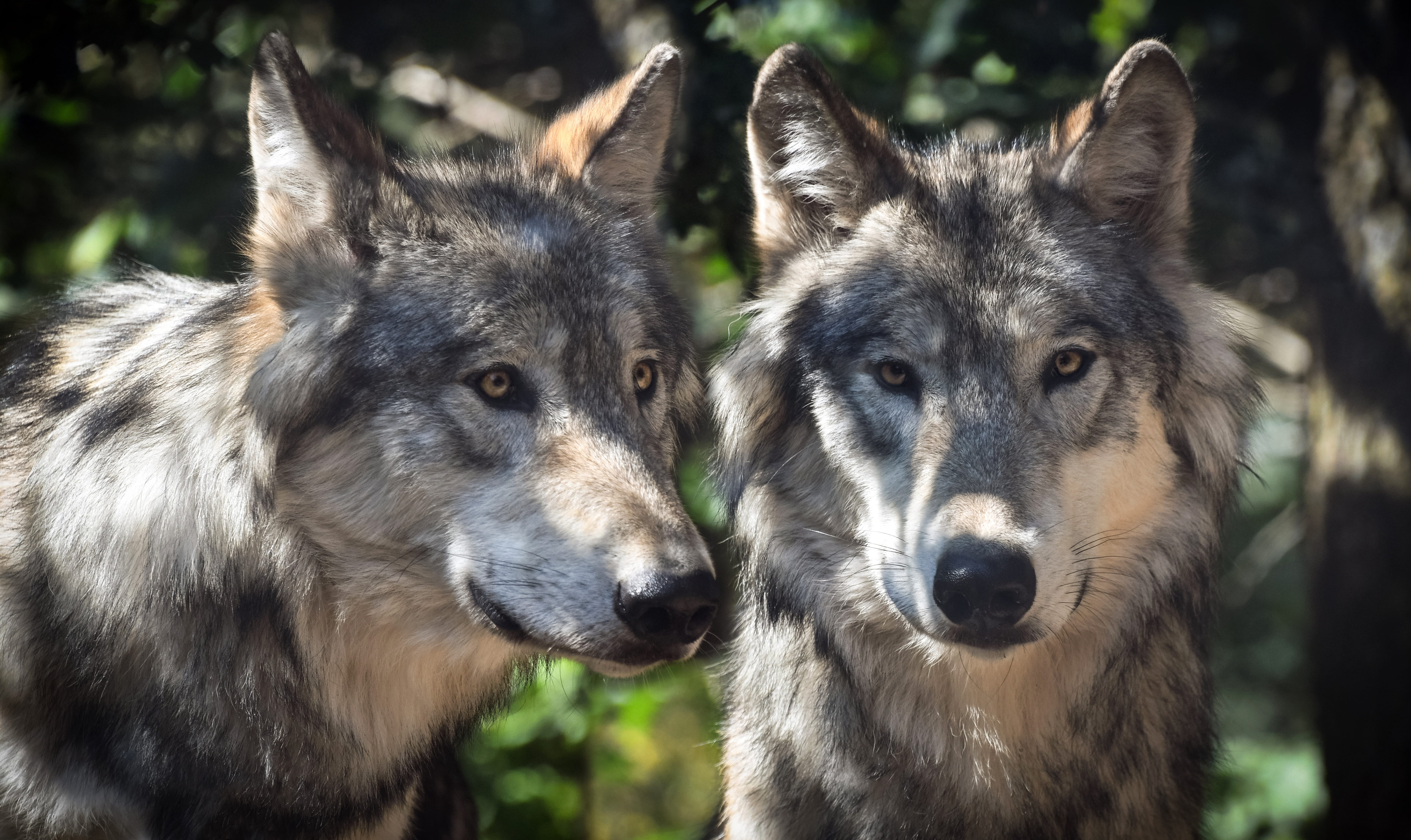 outdoors, no people, gray, animal, close-up, white, focus on foreground, animals in the wild, animal wildlife, mammal, wolves, canine, 5K, predator, two animals, HD Wallpaper
