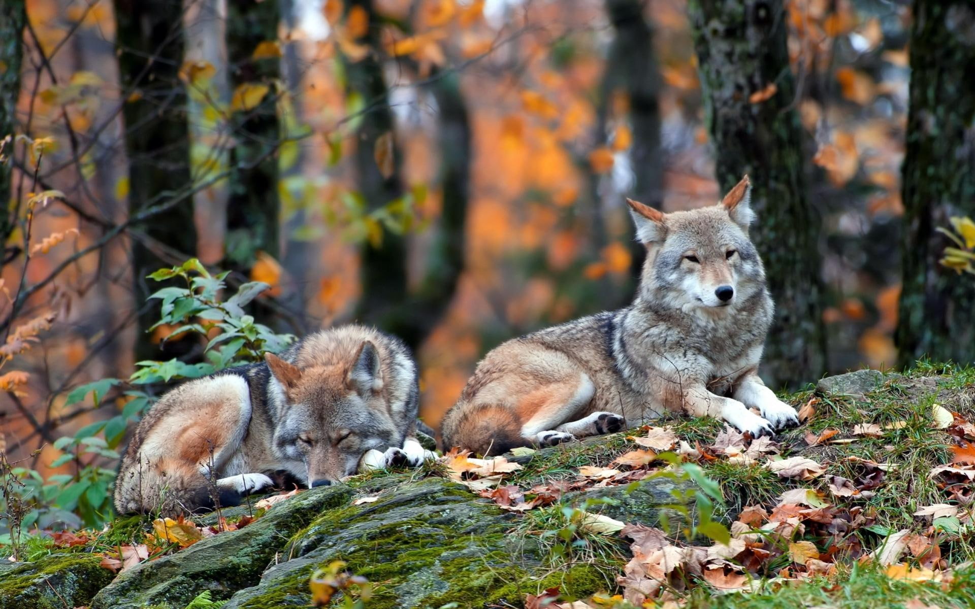 forest, wolf, 1080P, grey, trees, predator, animals, wolves, HD Wallpaper