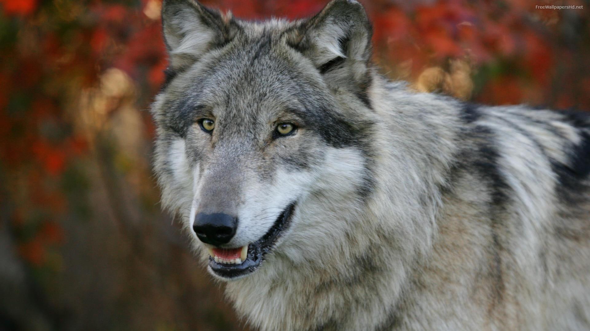 wild, wolf, 1080P, nature, predator, grey, looking, animals, HD Wallpaper