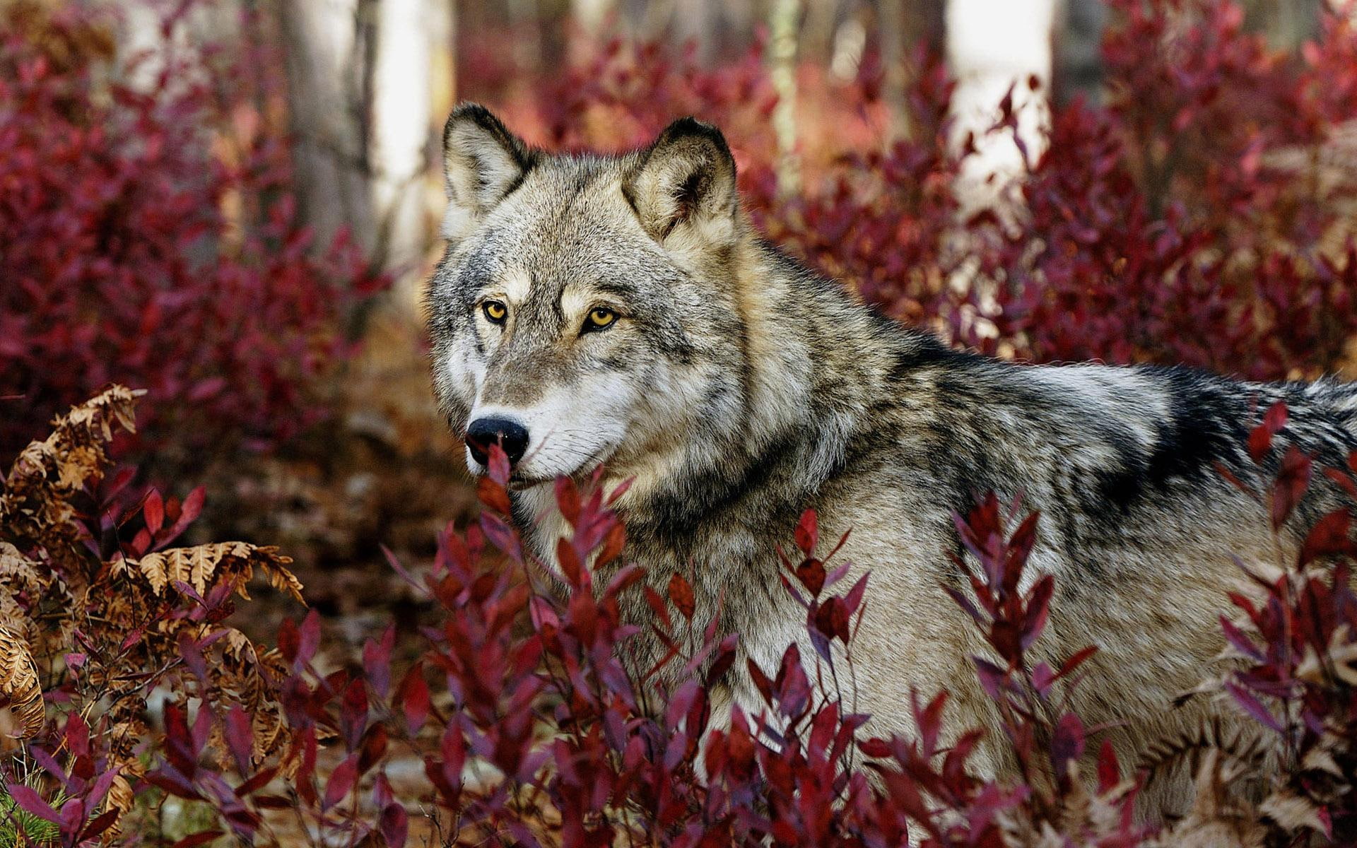 1080P, autumn, wolf, hiding, grey, animals, HD Wallpaper