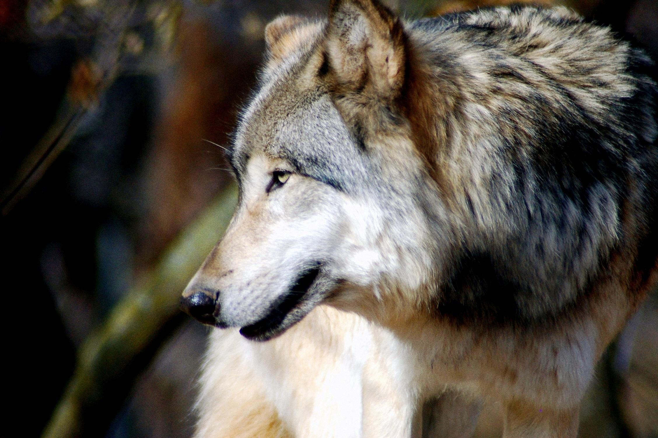 wolf, nature, grey, 1080P, beautiful, animals, wildlife, predator, HD Wallpaper