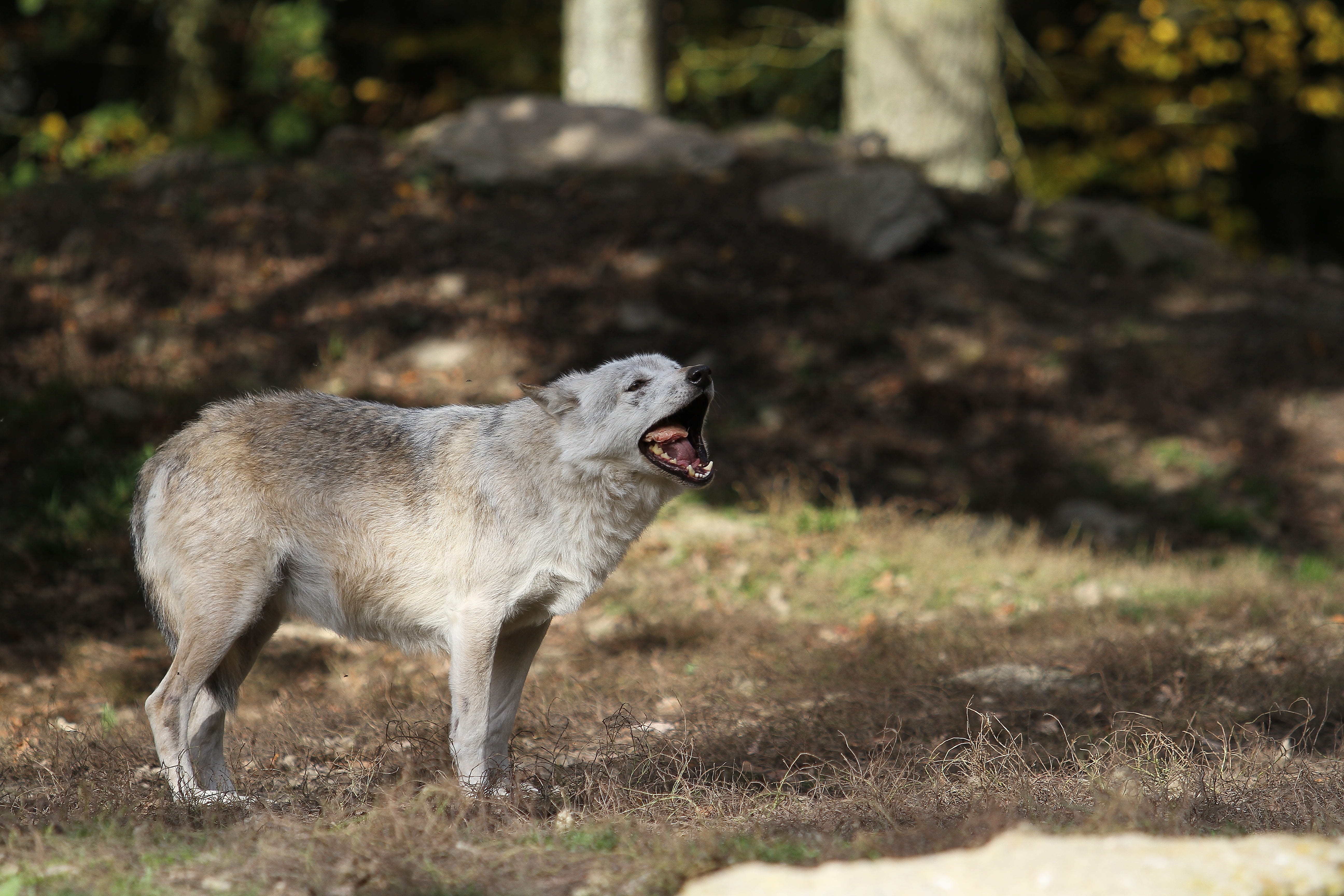 anger, timberwolf, 5K, mammal, day, pack, focus, pack animal, mouth, animal, one animal, forest, vertebrate, nature, animal wildlife, scheu, wildlife photography, HD Wallpaper