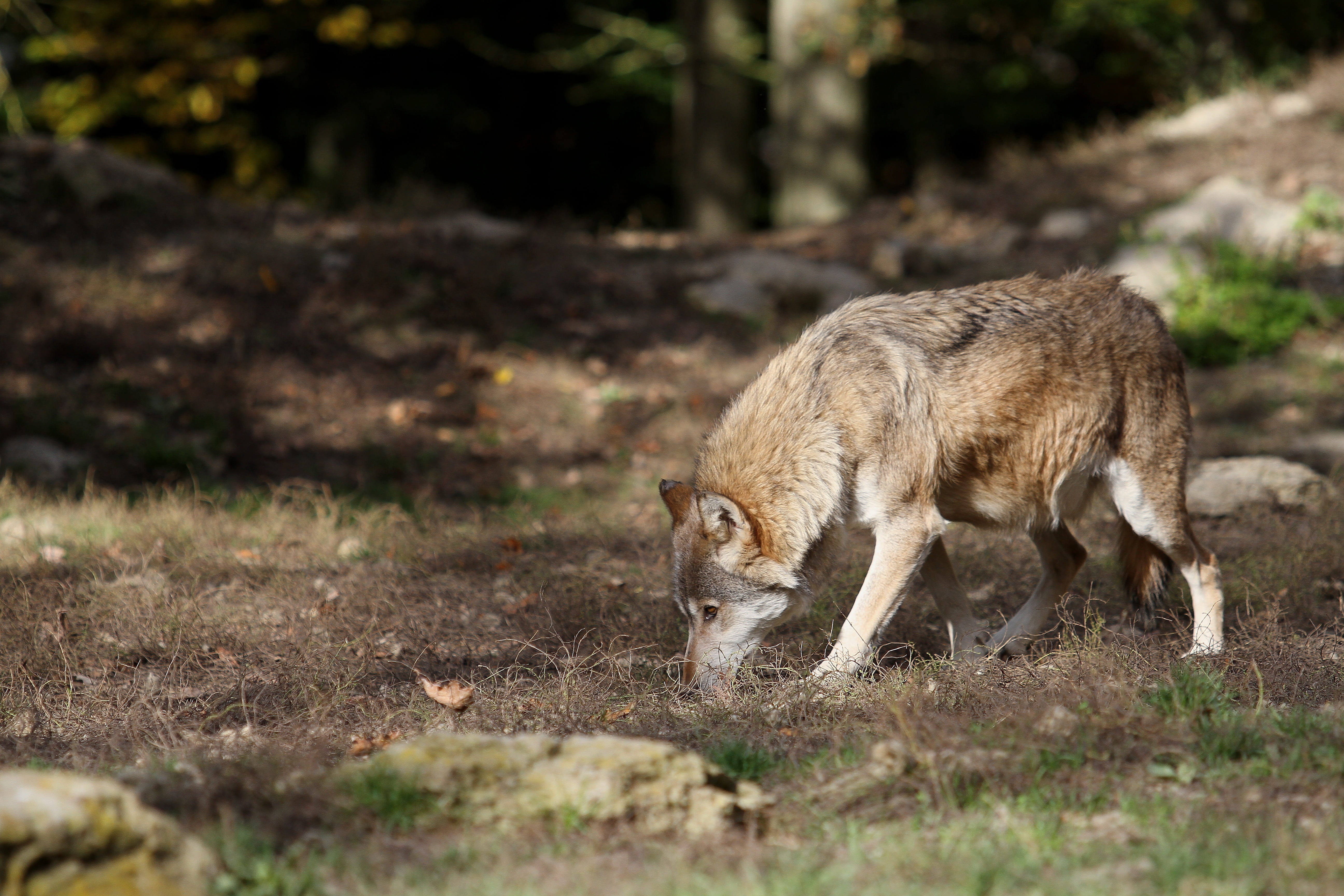 side view, land, mammal, outdoors, canada, nature, full length, animal wildlife, 5K, animals hunting, predator, pack, day, animals in the wild, wolf, grass, HD Wallpaper