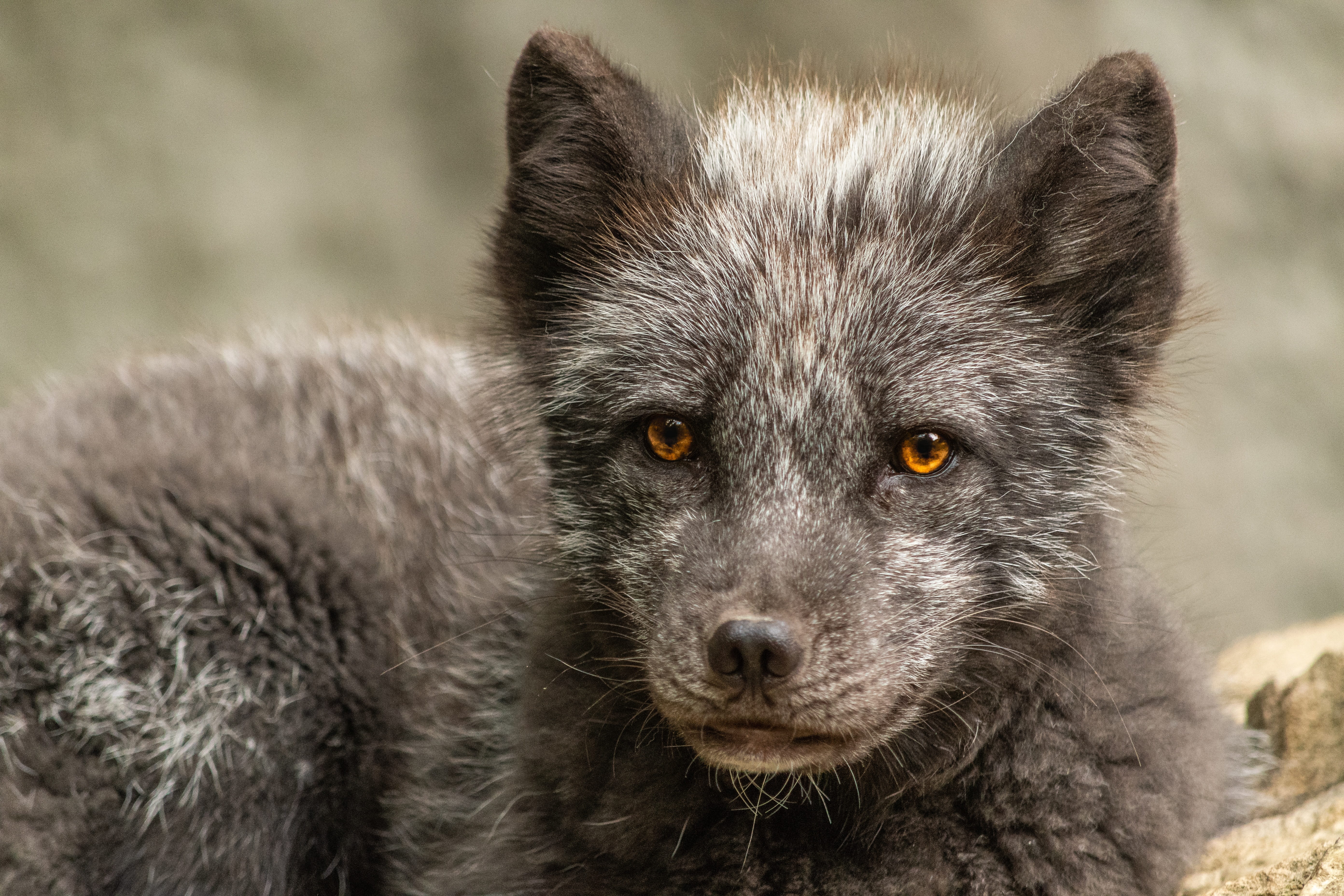 animal wildlife, no people, nature, wildlife park, wild, eyes, zoo, fuchs, animal, wild animal, one animal, close-up, looking at camera, raccoon, outdoors, HD Wallpaper