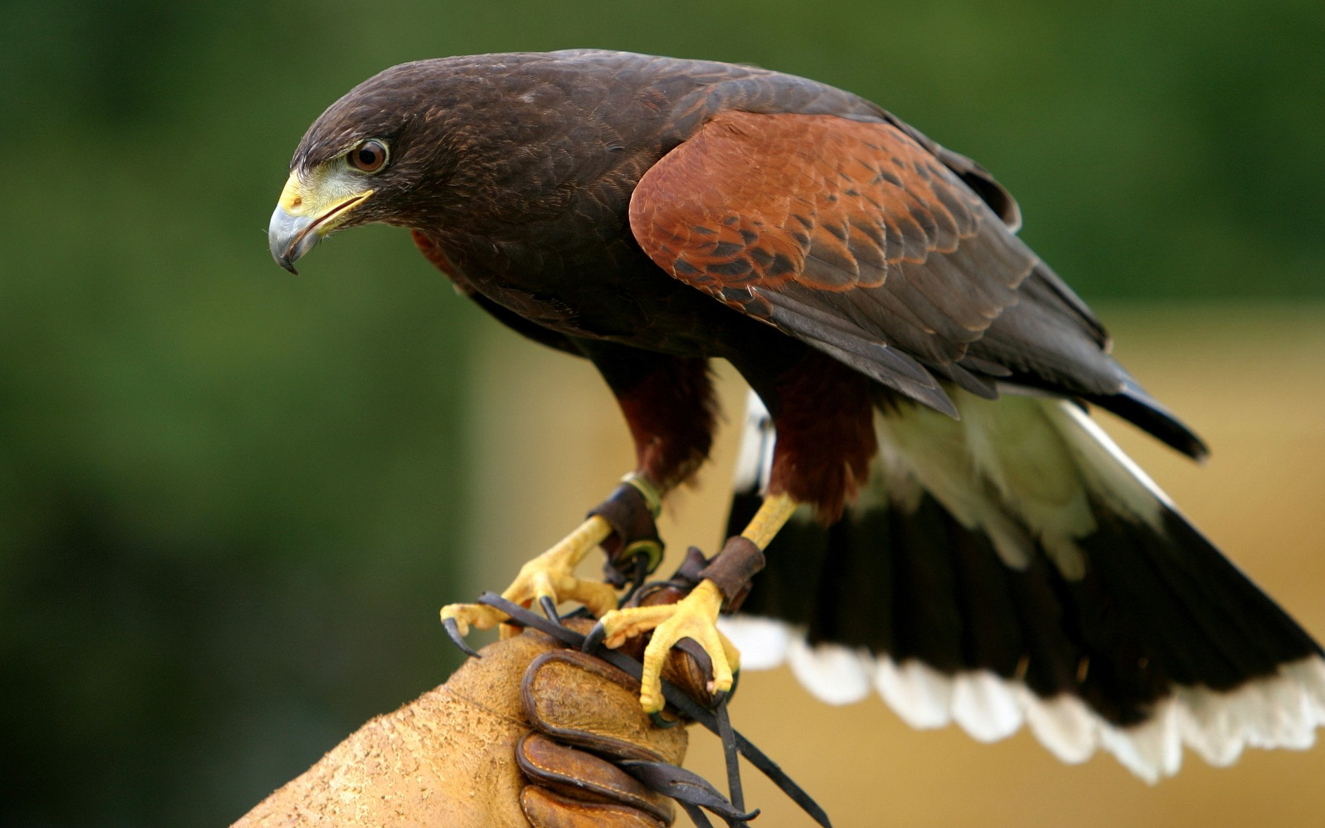 bird, 1080P, hd, animals, hawk, HD Wallpaper