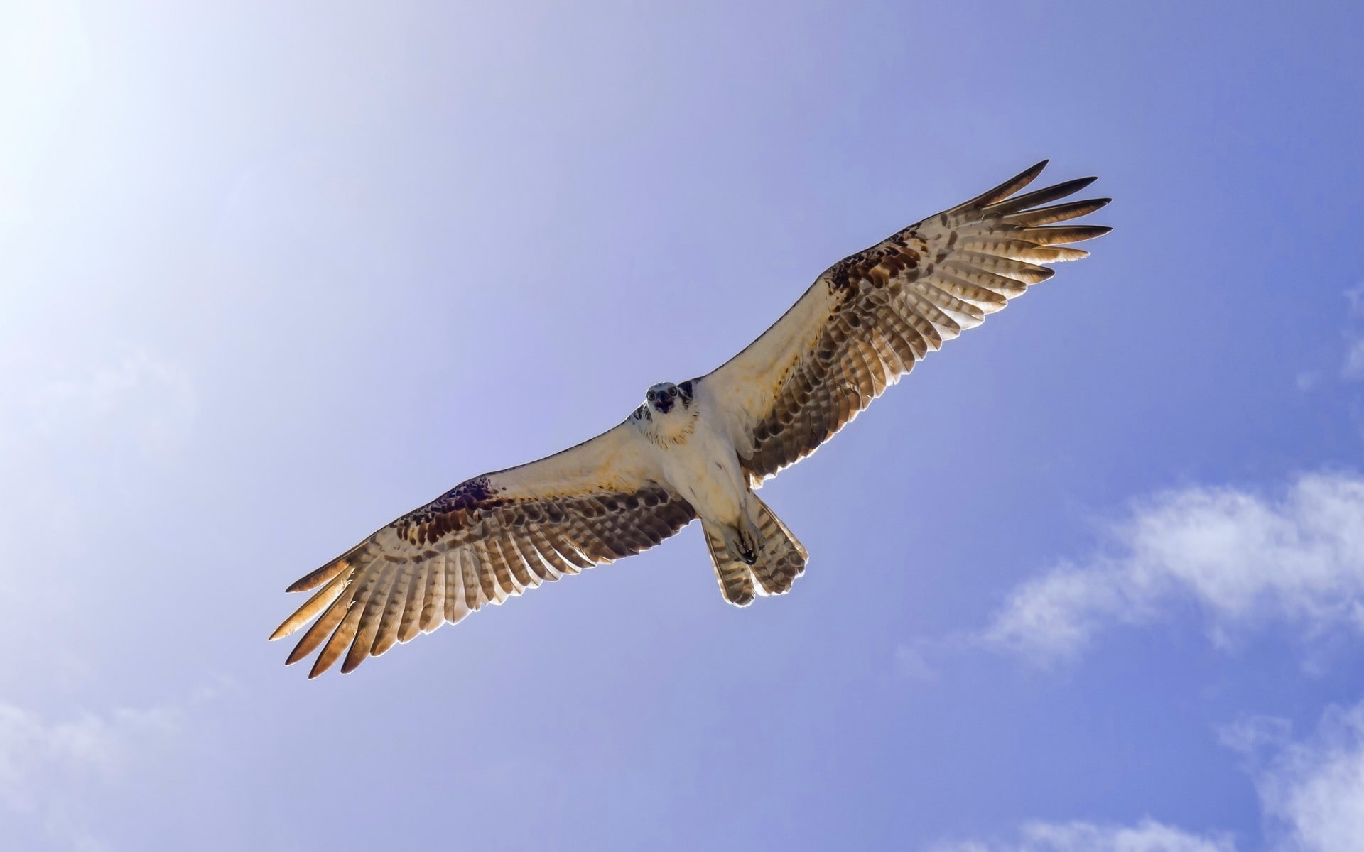 hawk, bird, 1080P, hd, animals, wings, HD Wallpaper