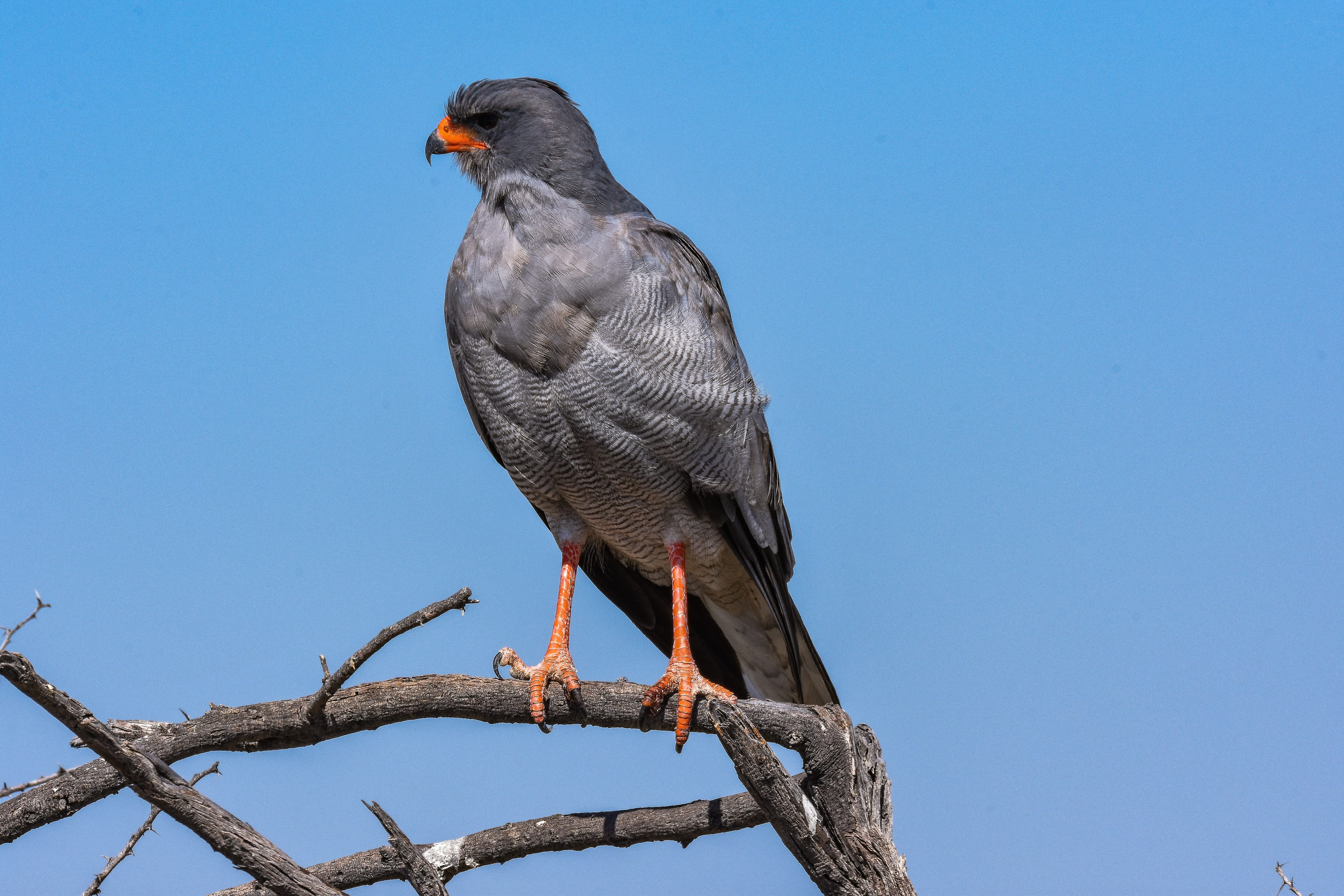 full length, animals in the wild, animal, africa, etosha, white rump sing hawk, clear sky, animal wildlife, one animal, perching, nature, 5K, bird, tree, HD Wallpaper