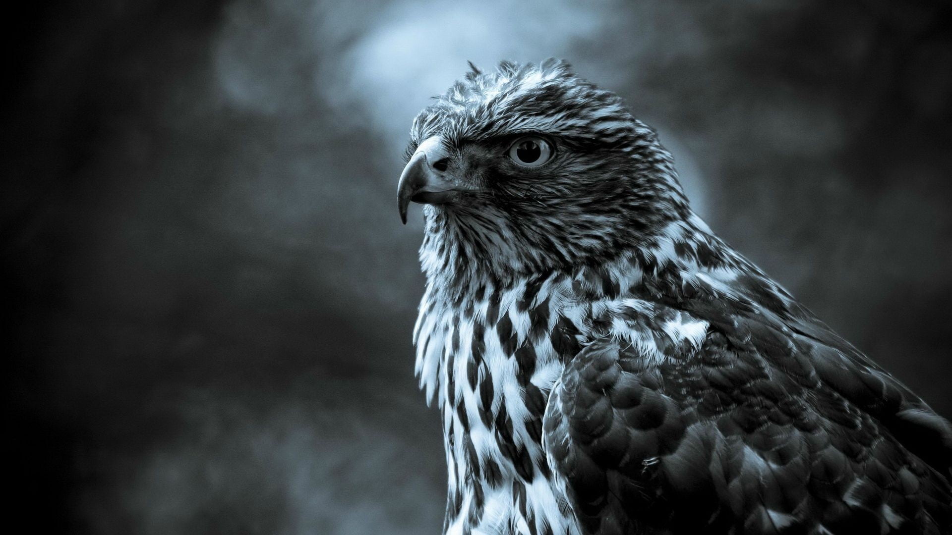 vertebrate, 1080P, bird, one animal, bird of prey, animal wildlife, focus on foreground, profile view, ominous, beak, eagle, hawk - bird, animal head, HD Wallpaper