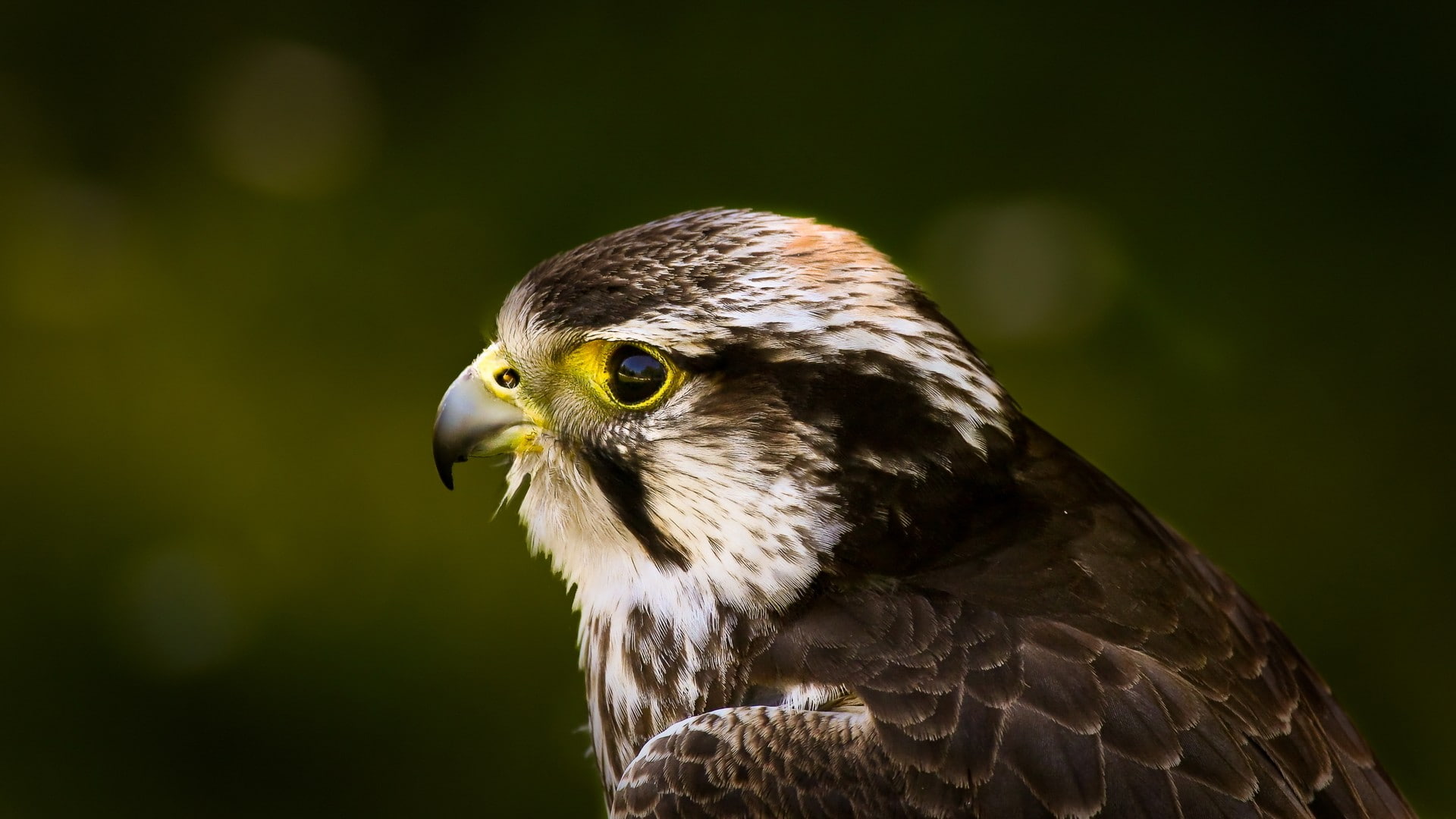 falcon, hd, animals, hawk, bird, 1080P, HD Wallpaper