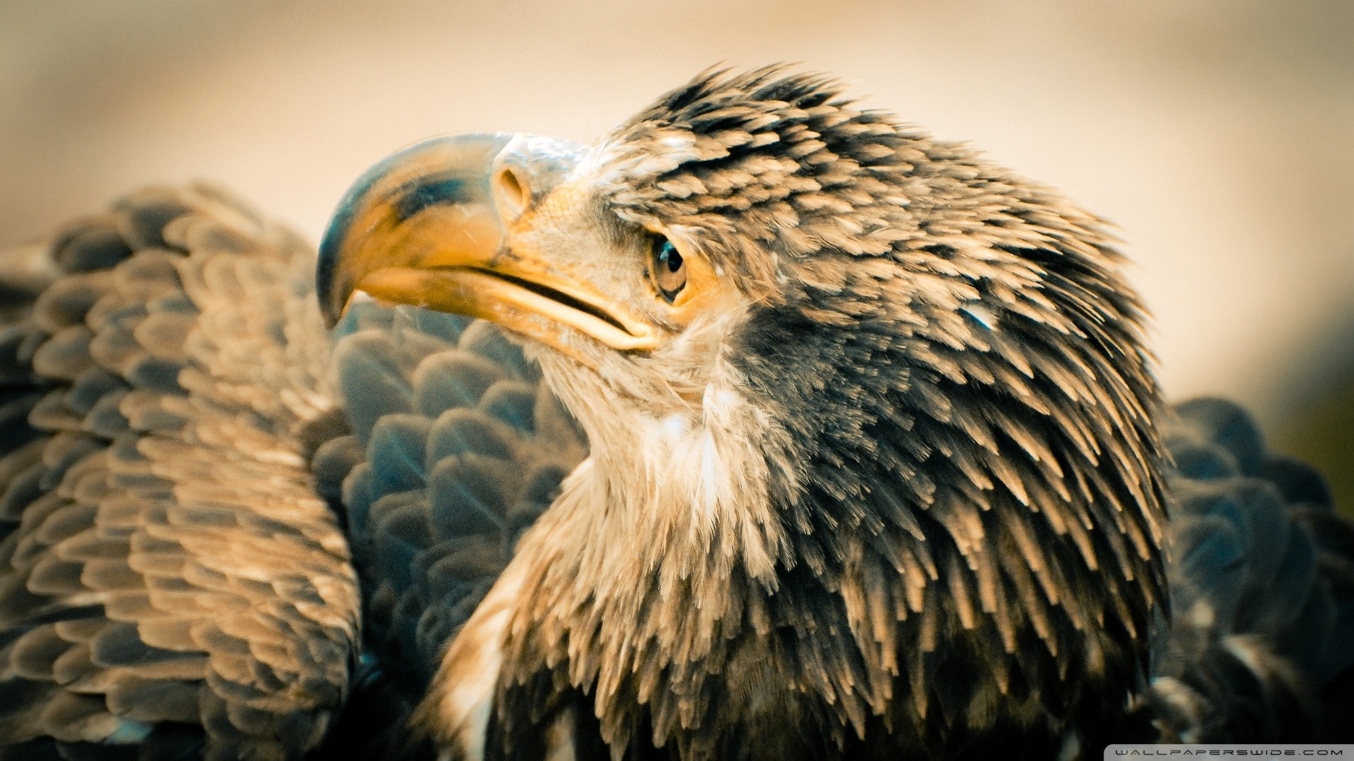 animals, hd, bird, eagle, 1080P, hawk, HD Wallpaper