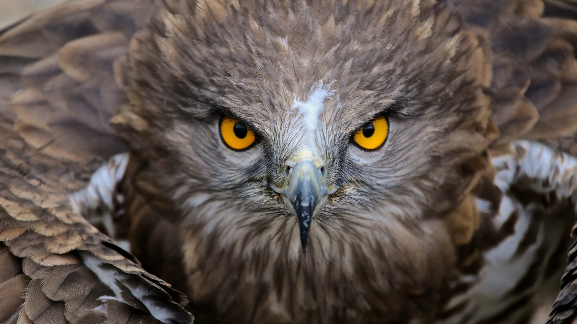 1080P, animals, birds, depth of field, yellow eyes, wings, nature, feathers, hawk (animal), HD Wallpaper