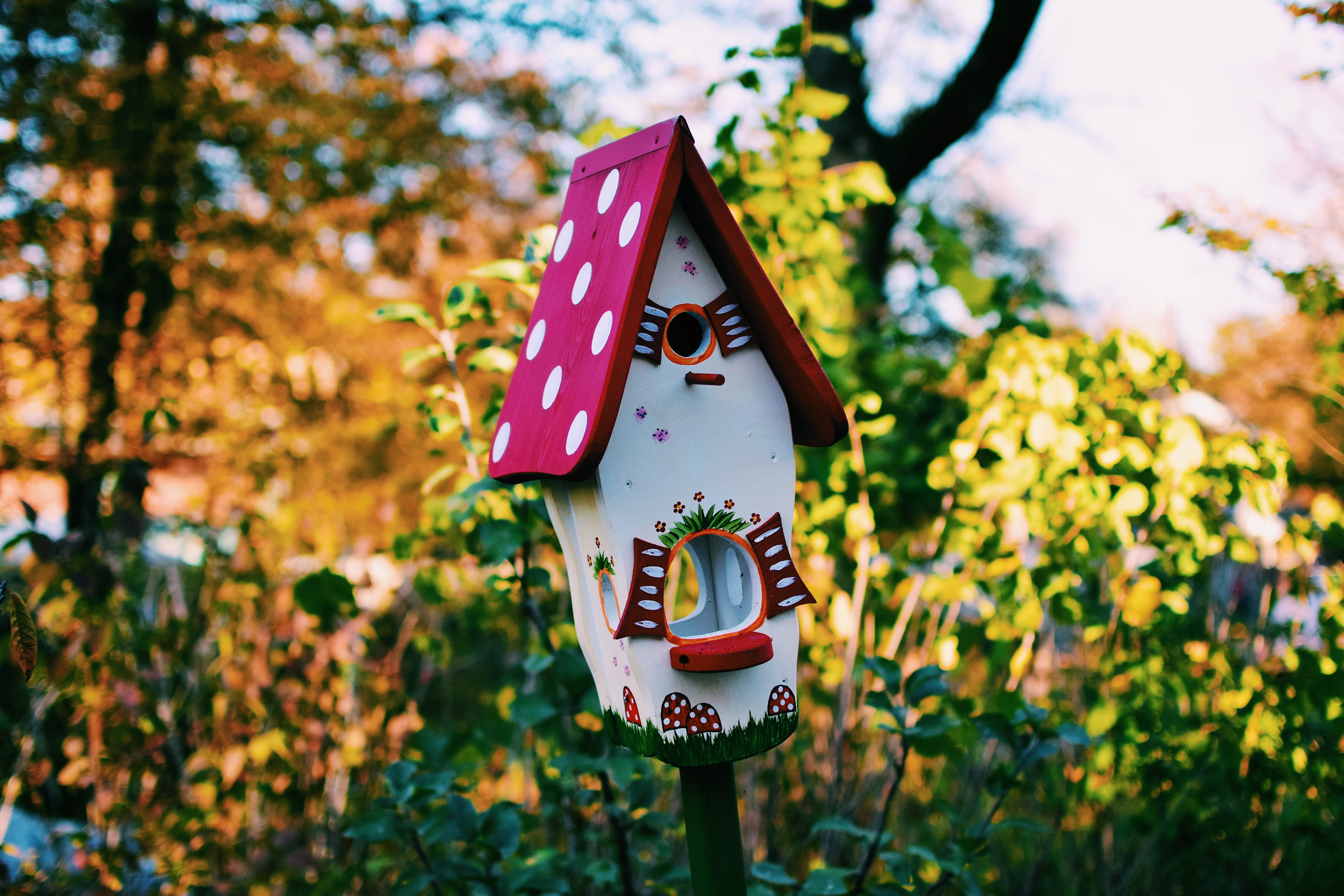 pink, plant part, no people, male likeness, germany, craft, flora, nature, ivy, white, aster, human representation, birdhouse, ornament, focus on foreground, HD Wallpaper